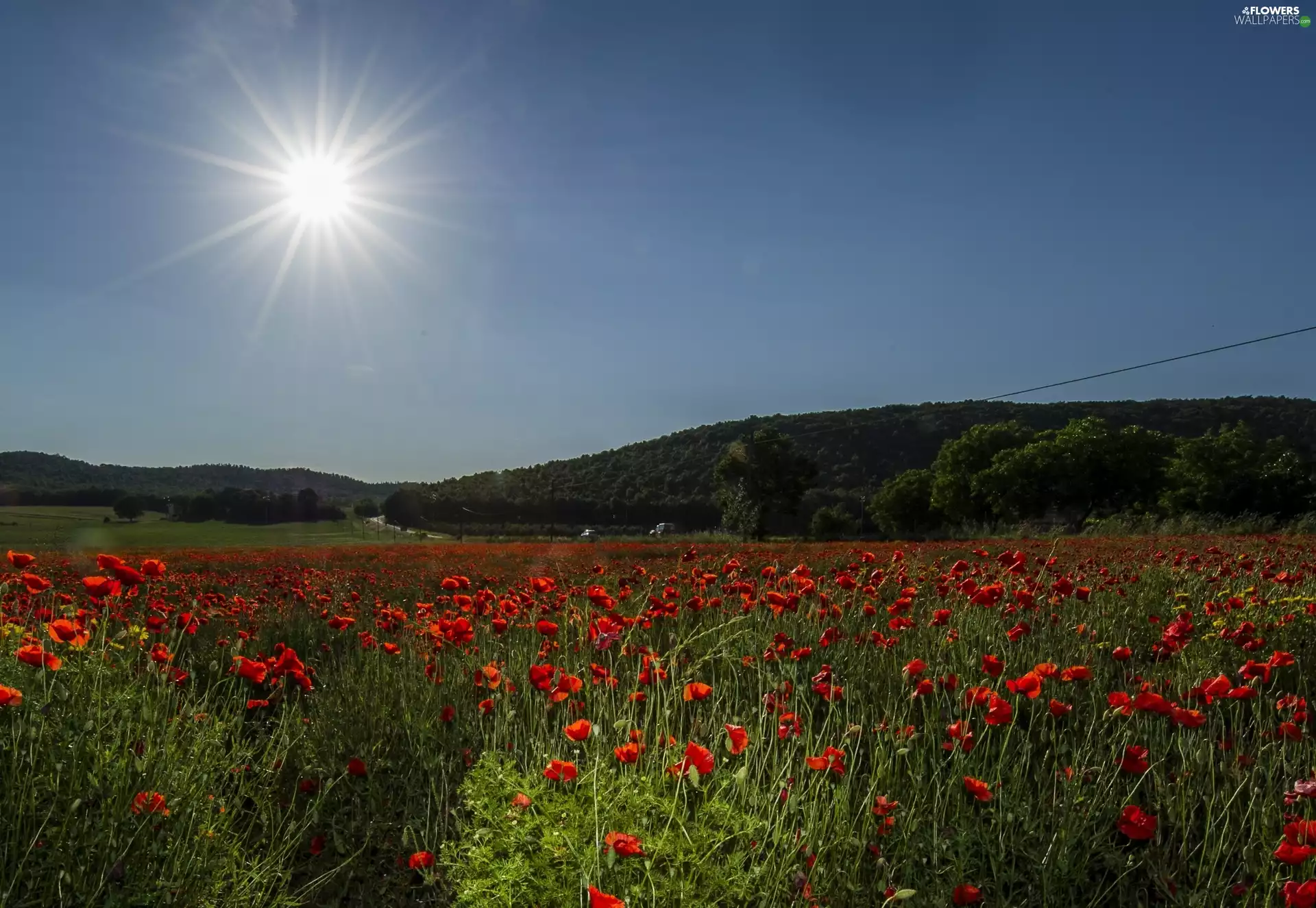 Field, rays, sun, papavers