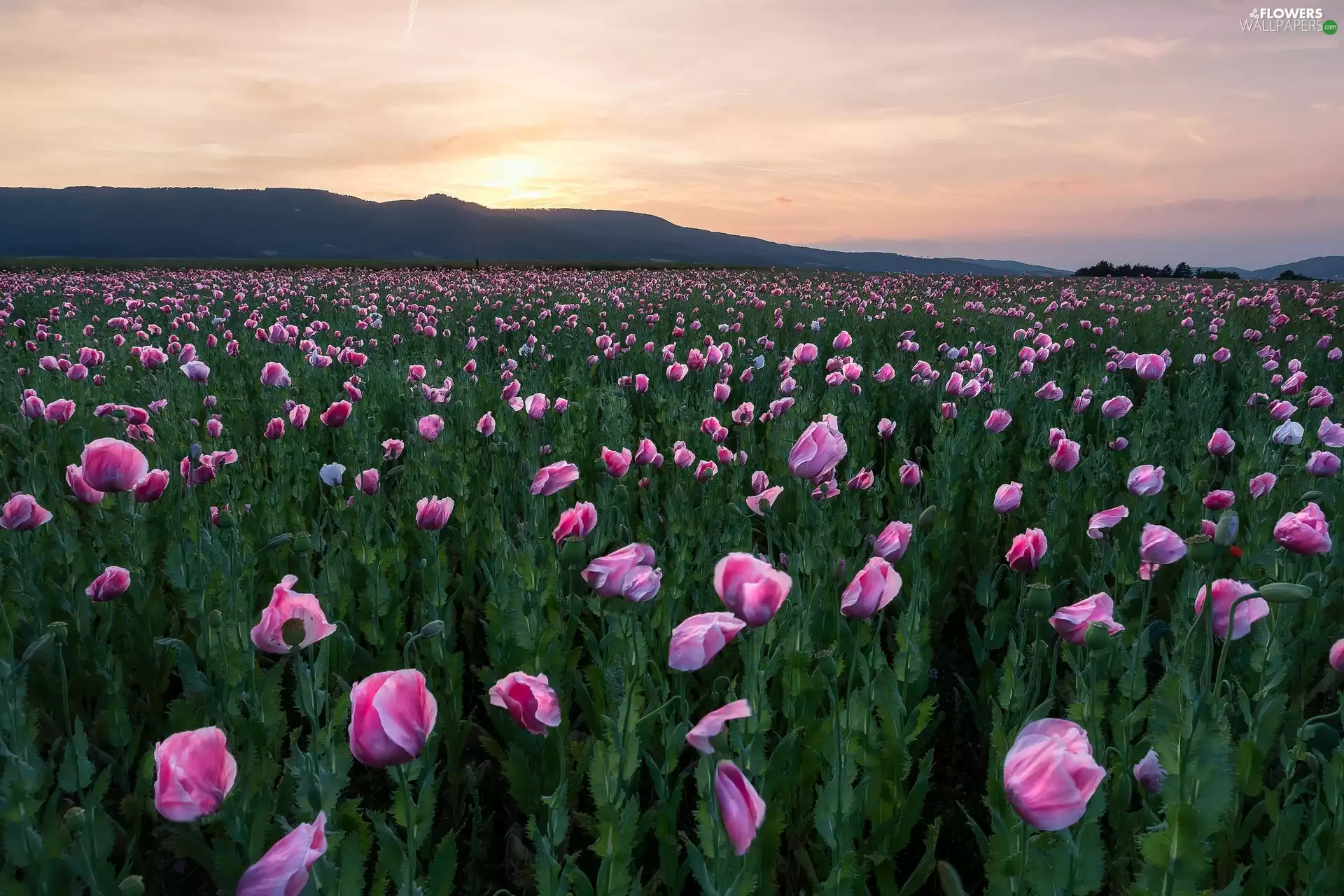 papavers, Sunrise, Field