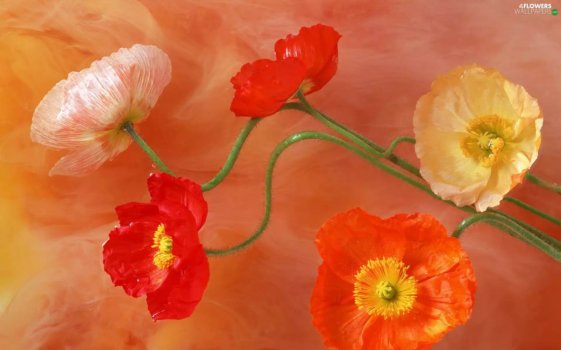papavers, Flowers