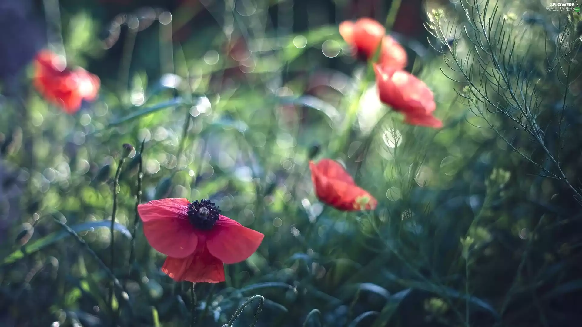 Flowers, fuzzy, background, papavers