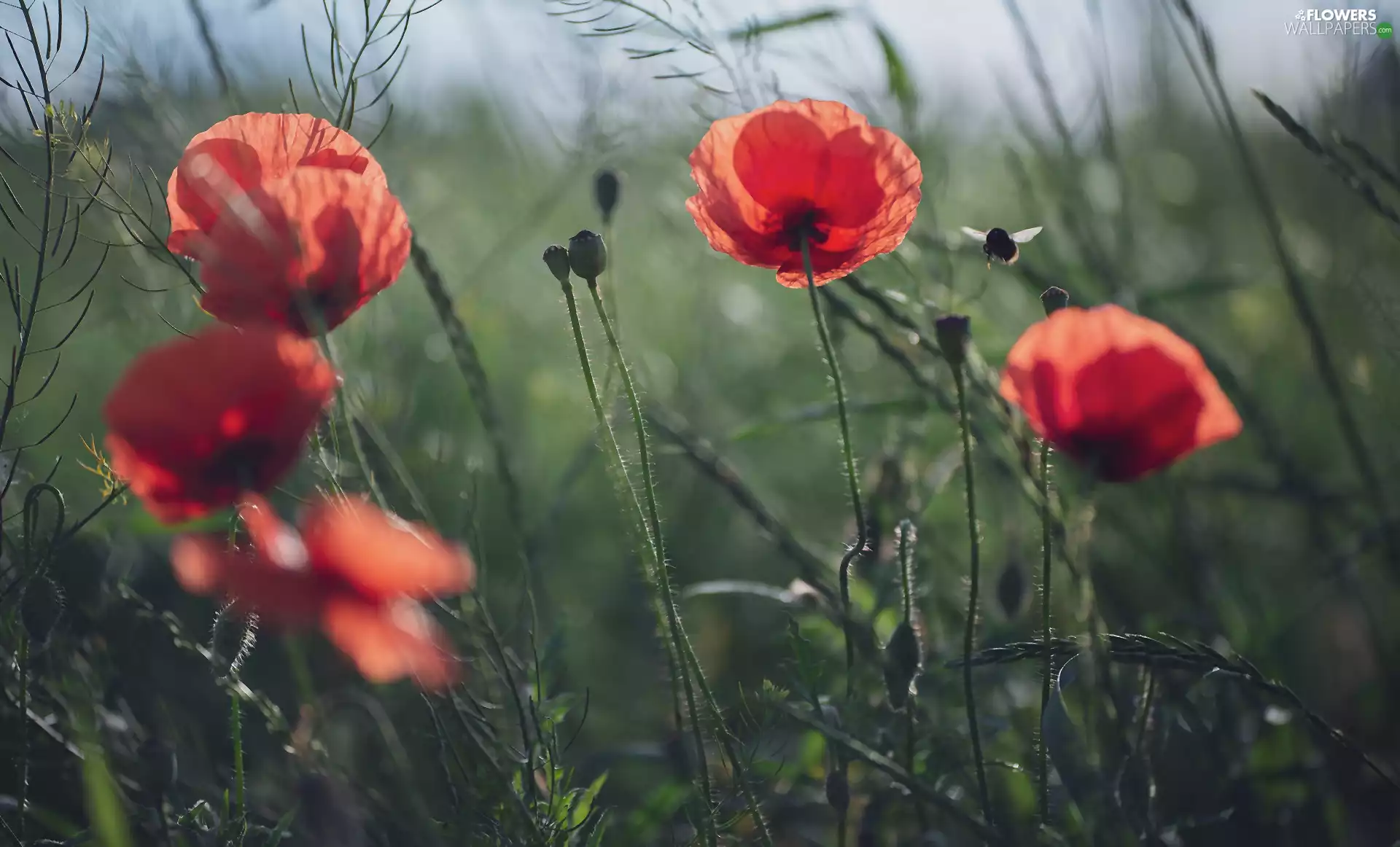 Flowers, bee, blur, papavers