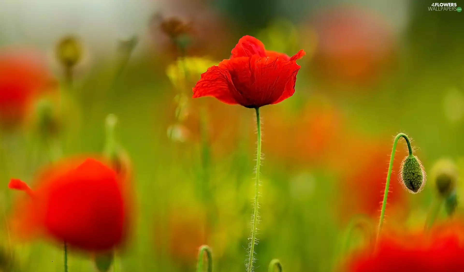 Flowers, bud, blur, papavers