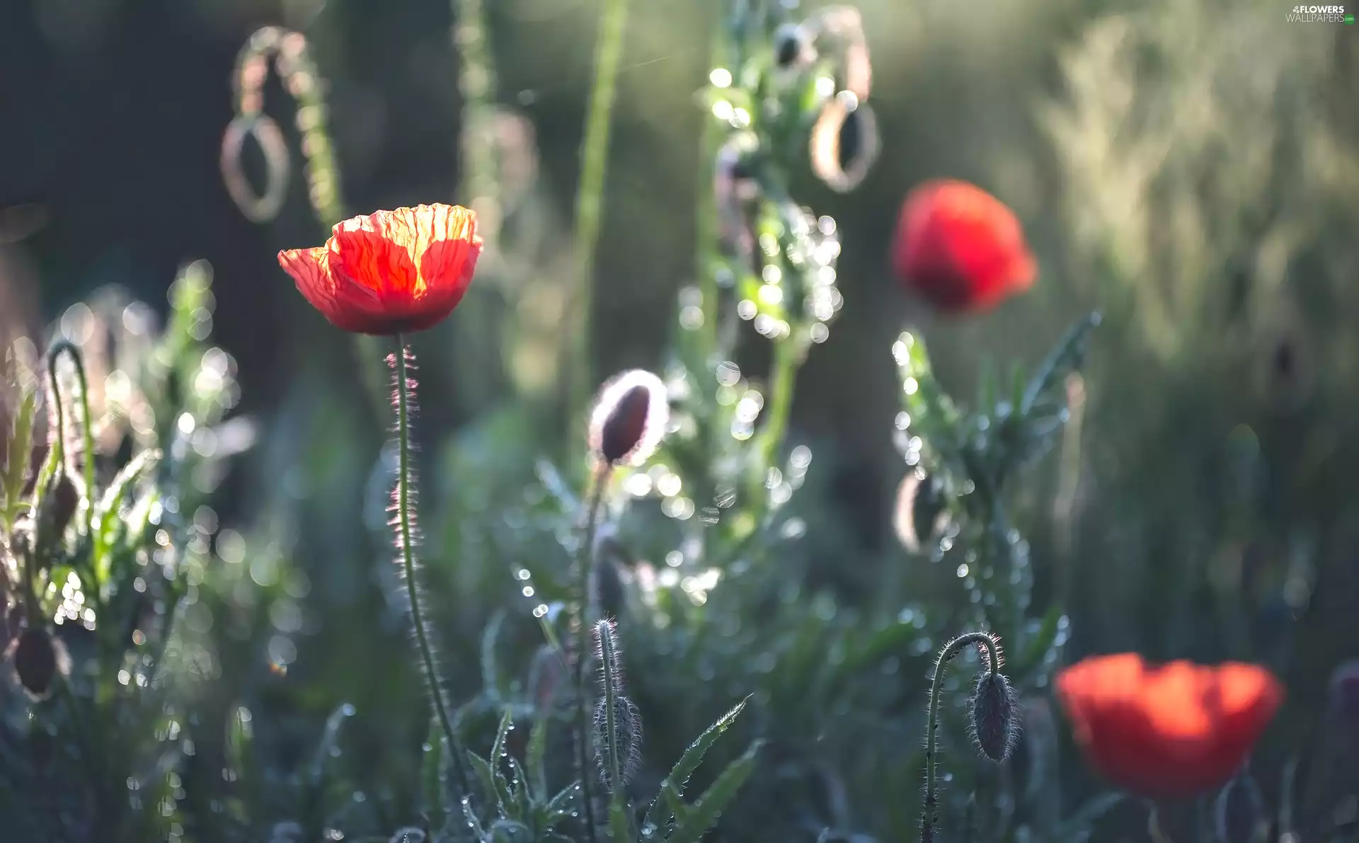Flowers, Buds, blur, papavers