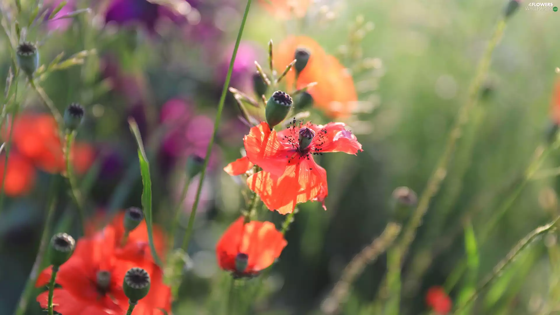 Flowers, Capsules, blur, papavers