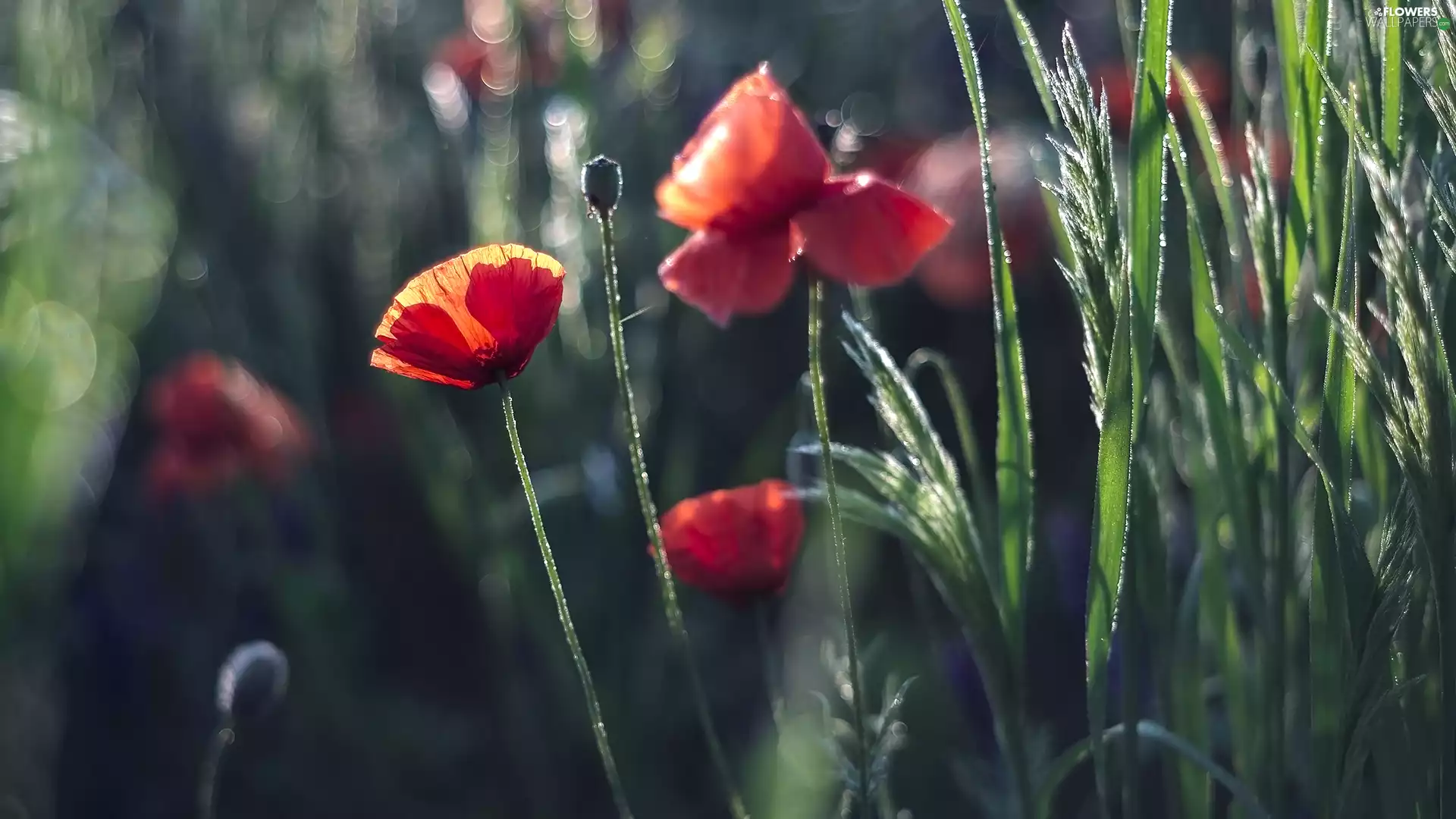 Flowers, grass, blur, papavers
