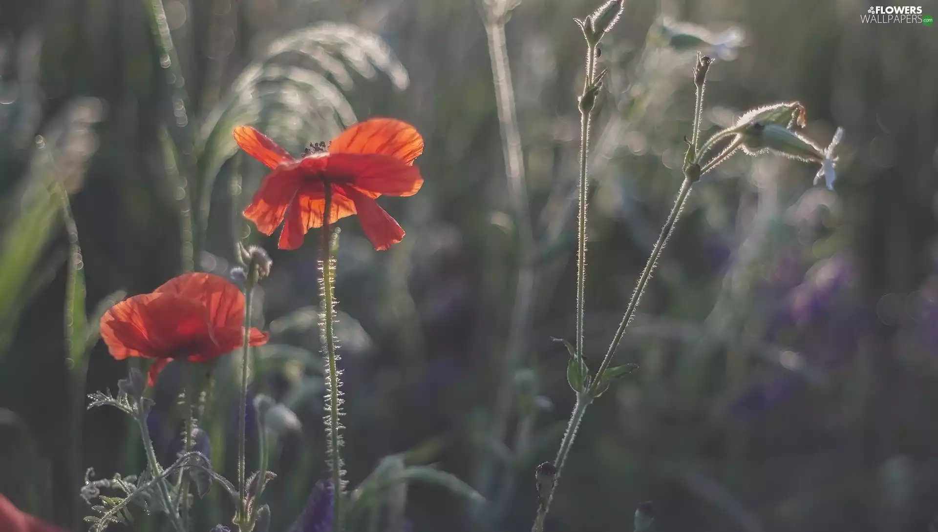 Flowers, Plants, blur, papavers