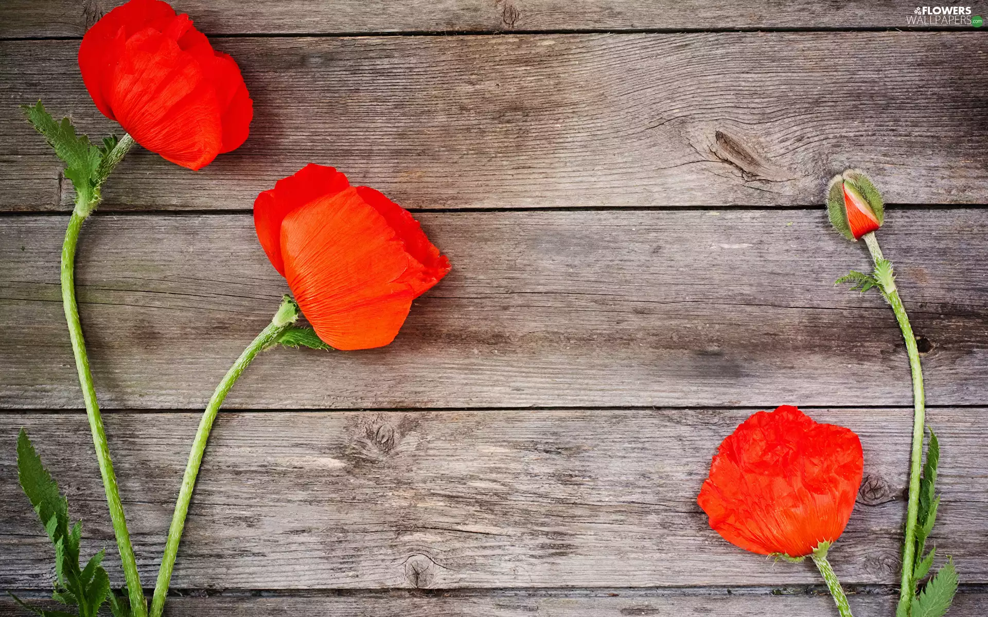 Flowers, bud, boarding, papavers