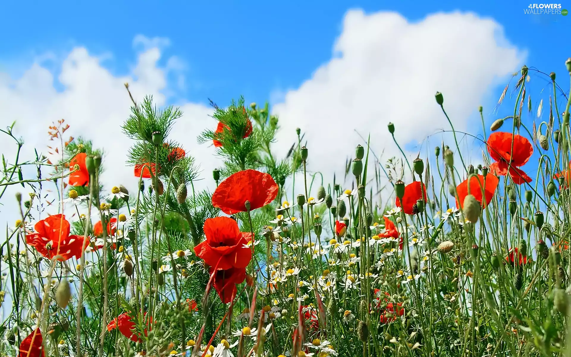 Flowers, chamomile, clouds, papavers