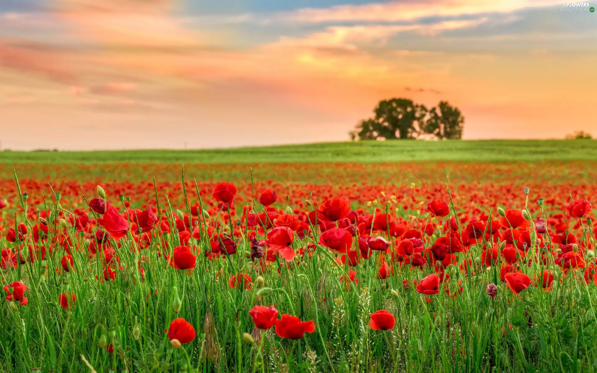 papavers, Field, Flowers