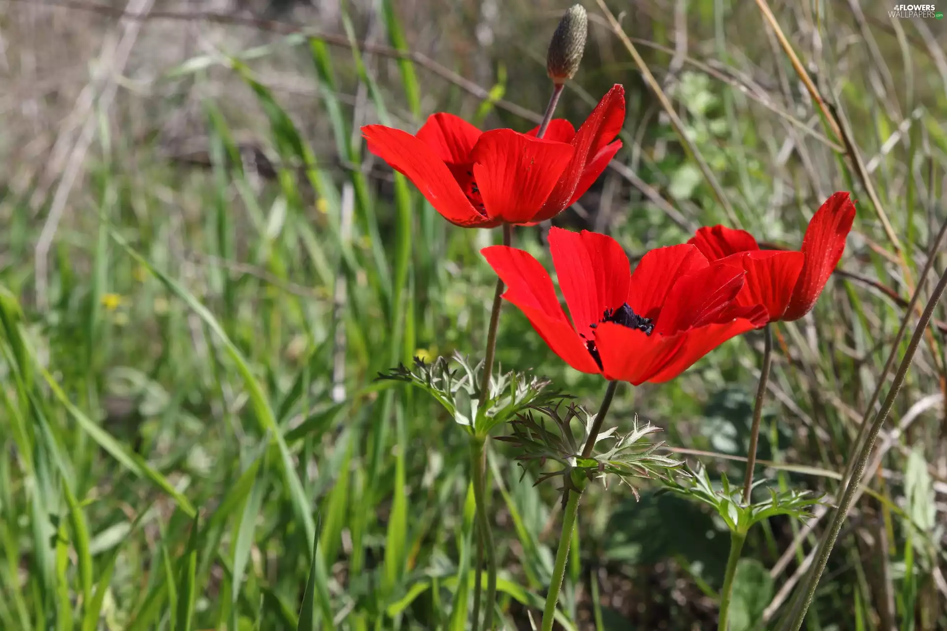 Flowers, bloom, grass, papavers