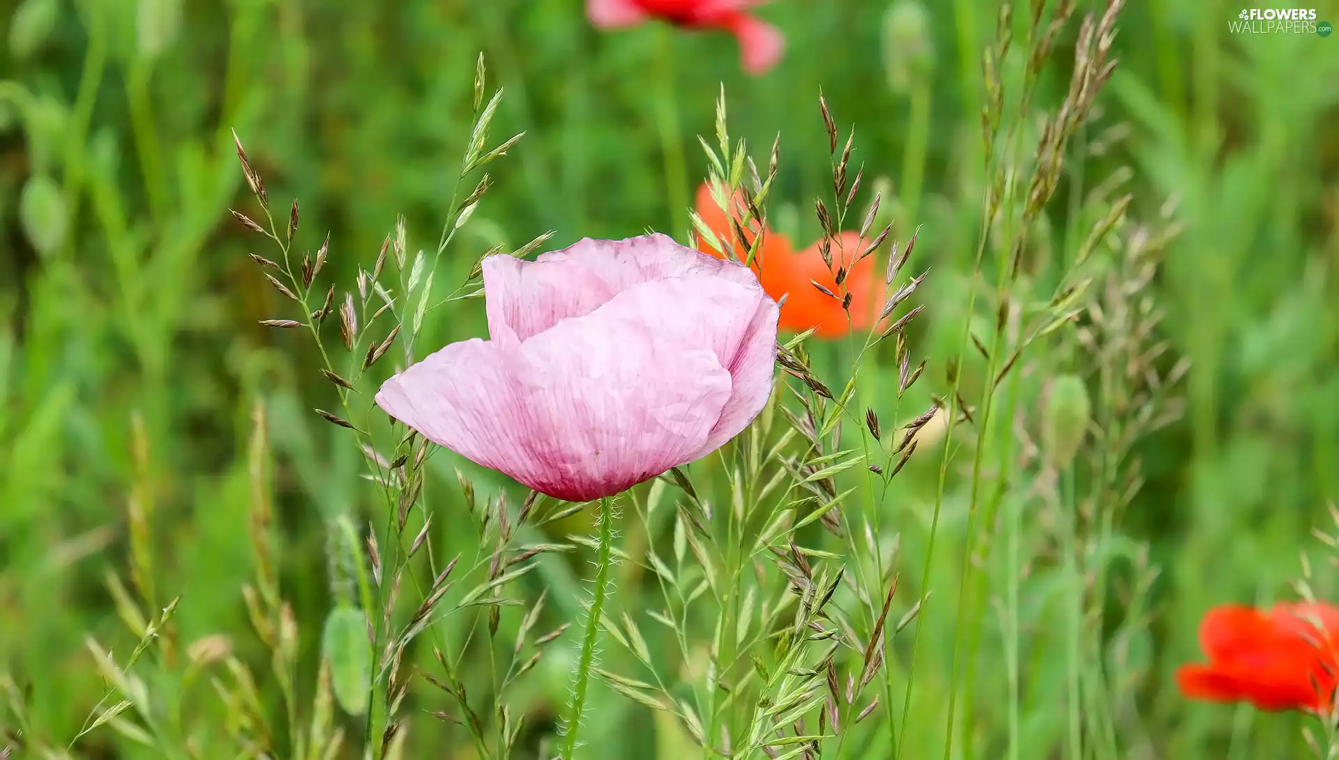 red weed, grass, papavers, Pink, Flowers