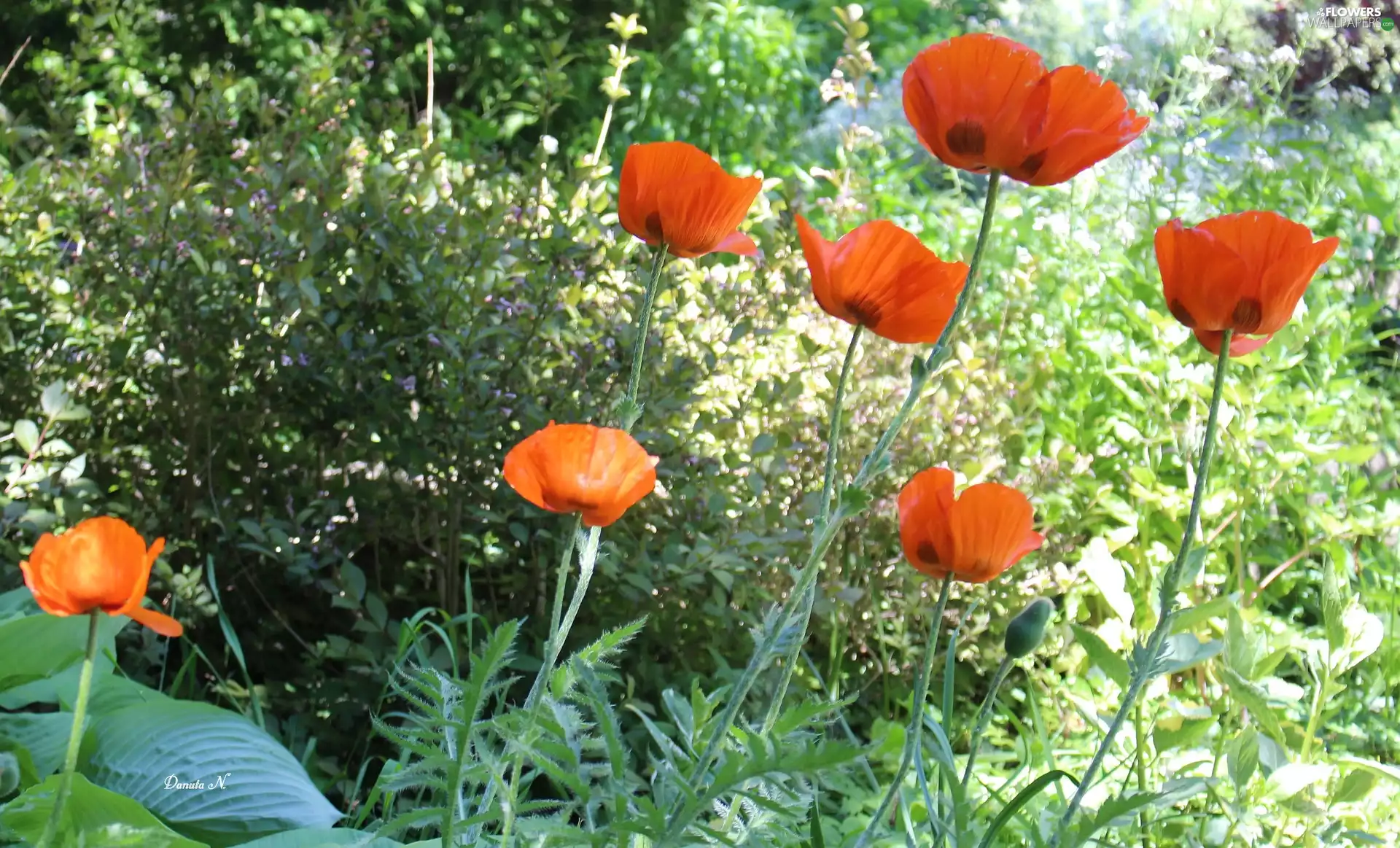 Flowers, Garden, Leaf, papavers
