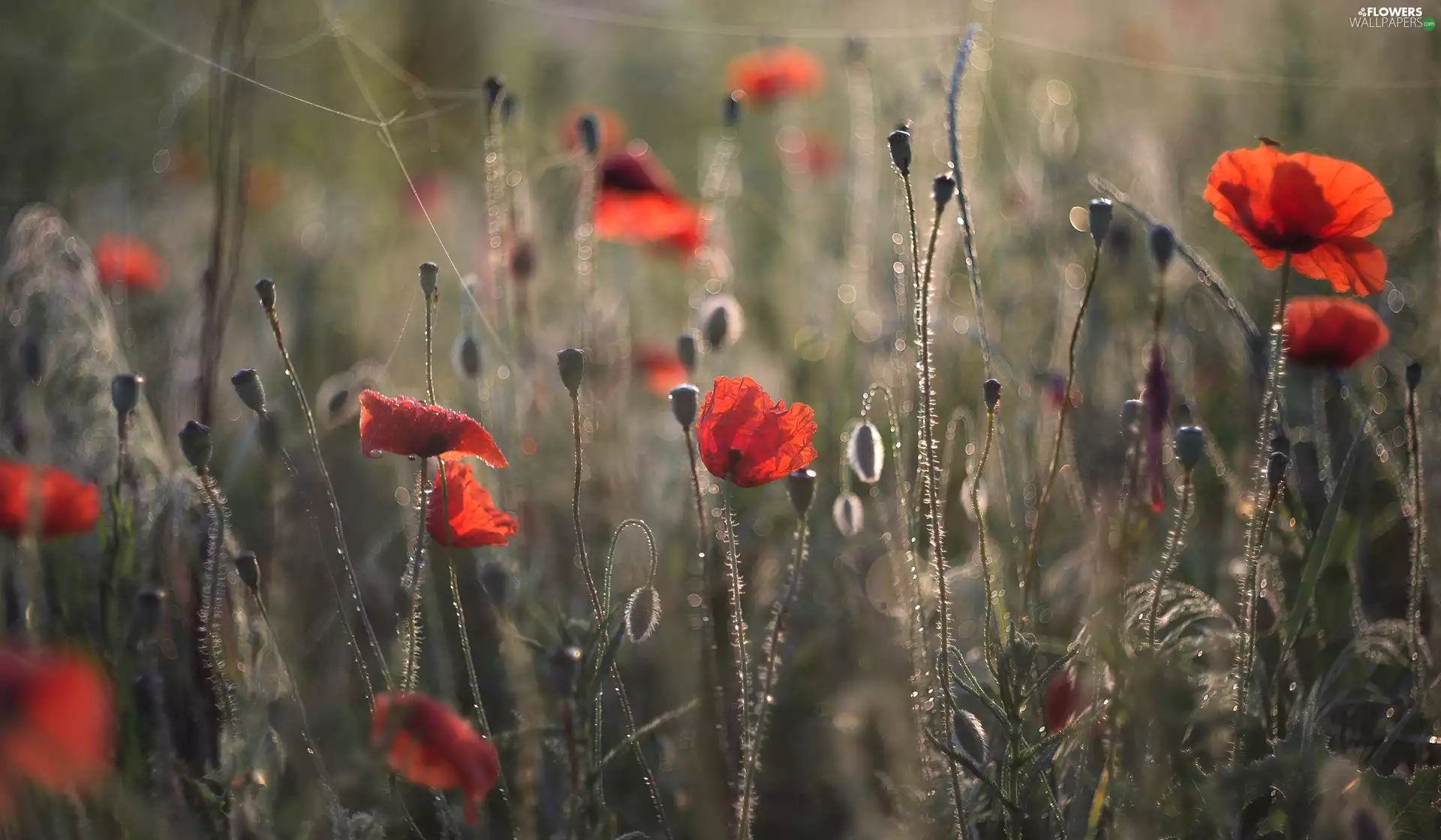 Flowers, Buds, Meadow, papavers
