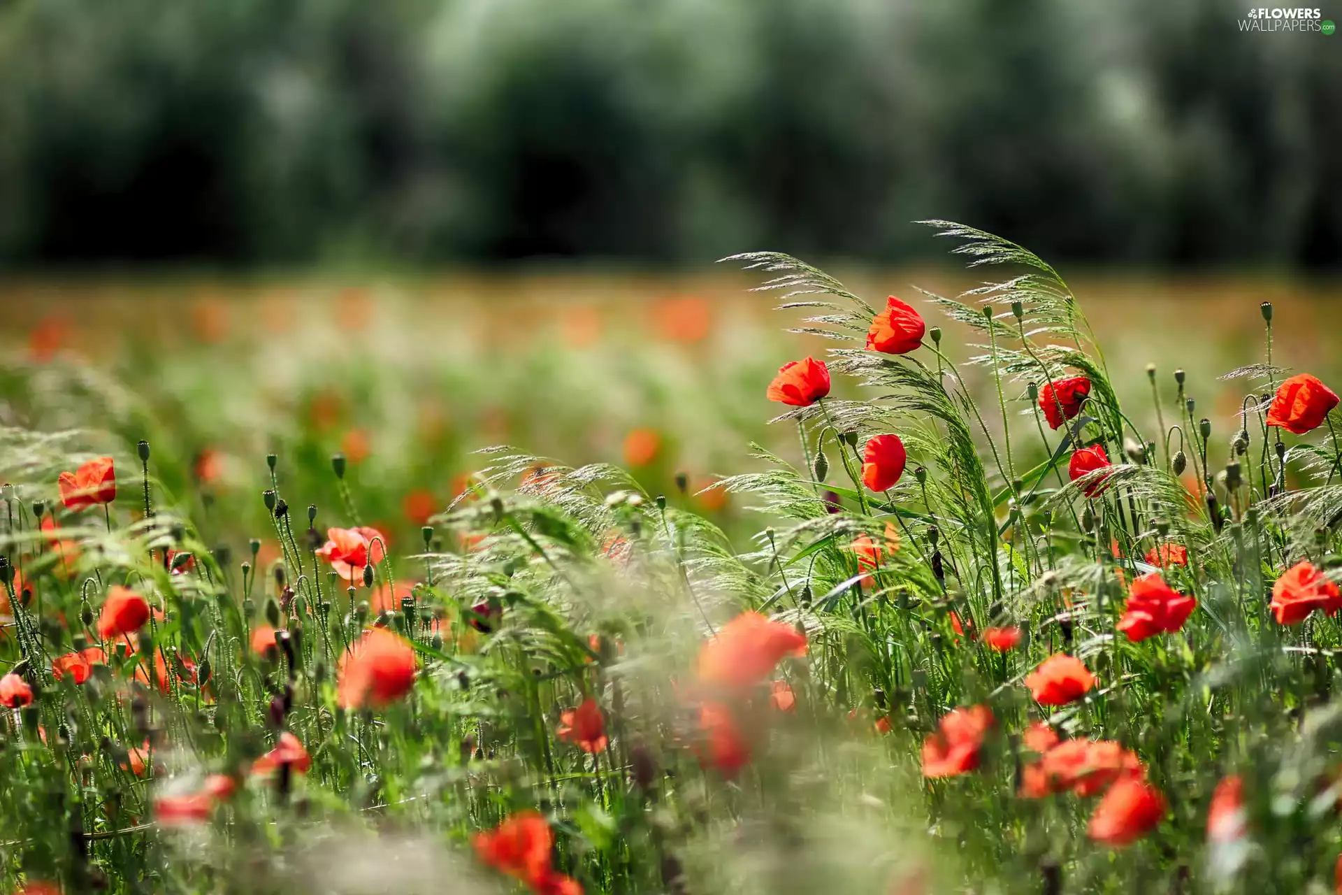 Flowers, grass, Meadow, papavers
