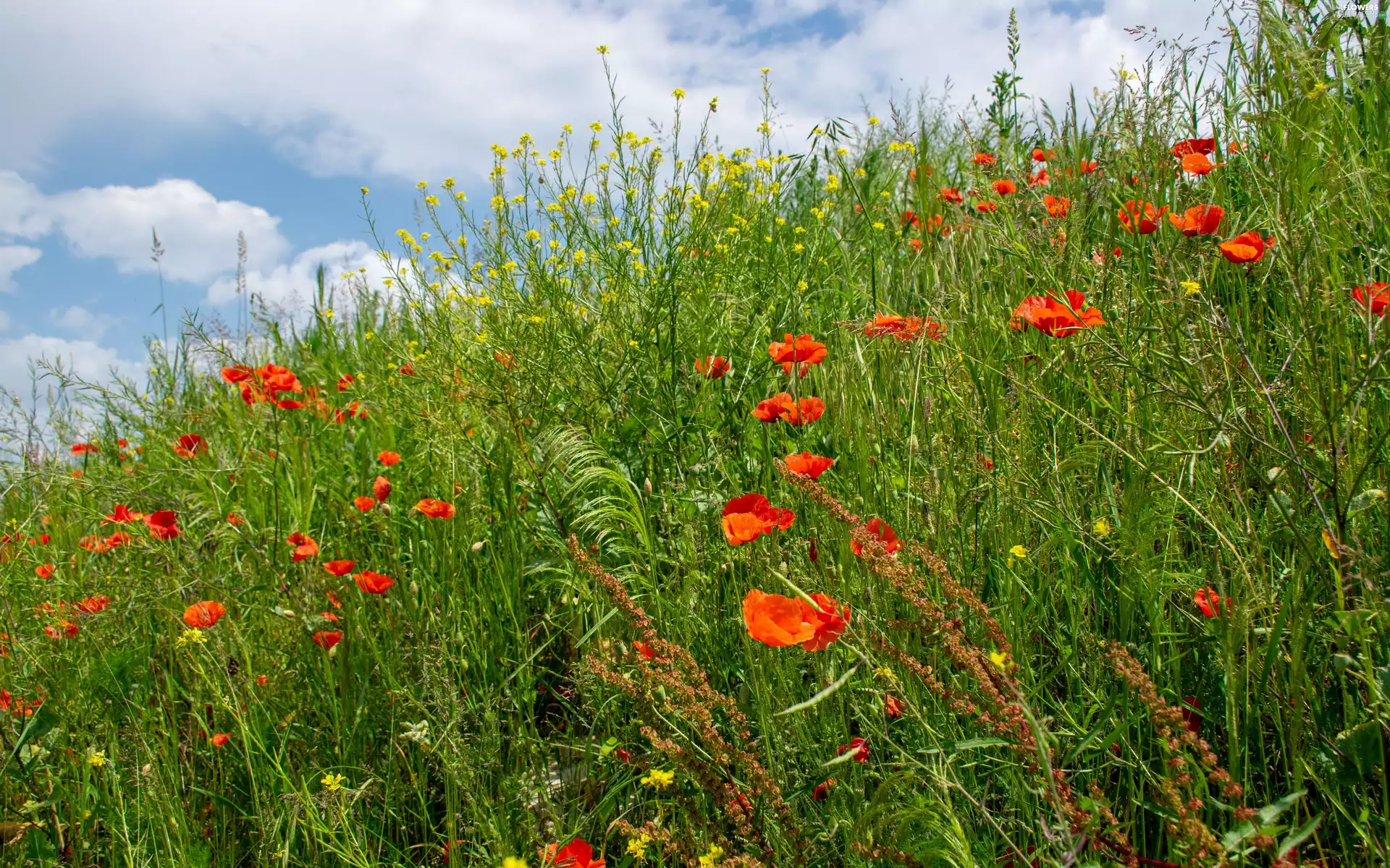 Flowers, Plants, Meadow, papavers