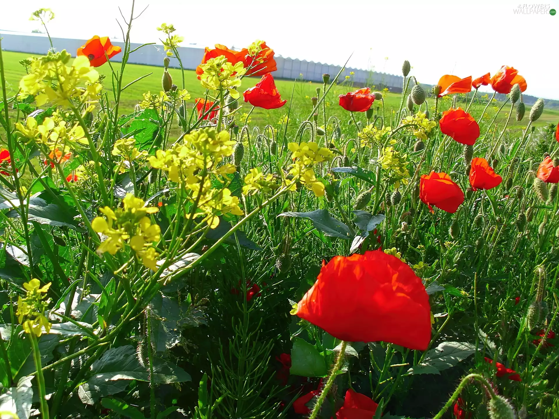 papavers, Meadow, Flowers