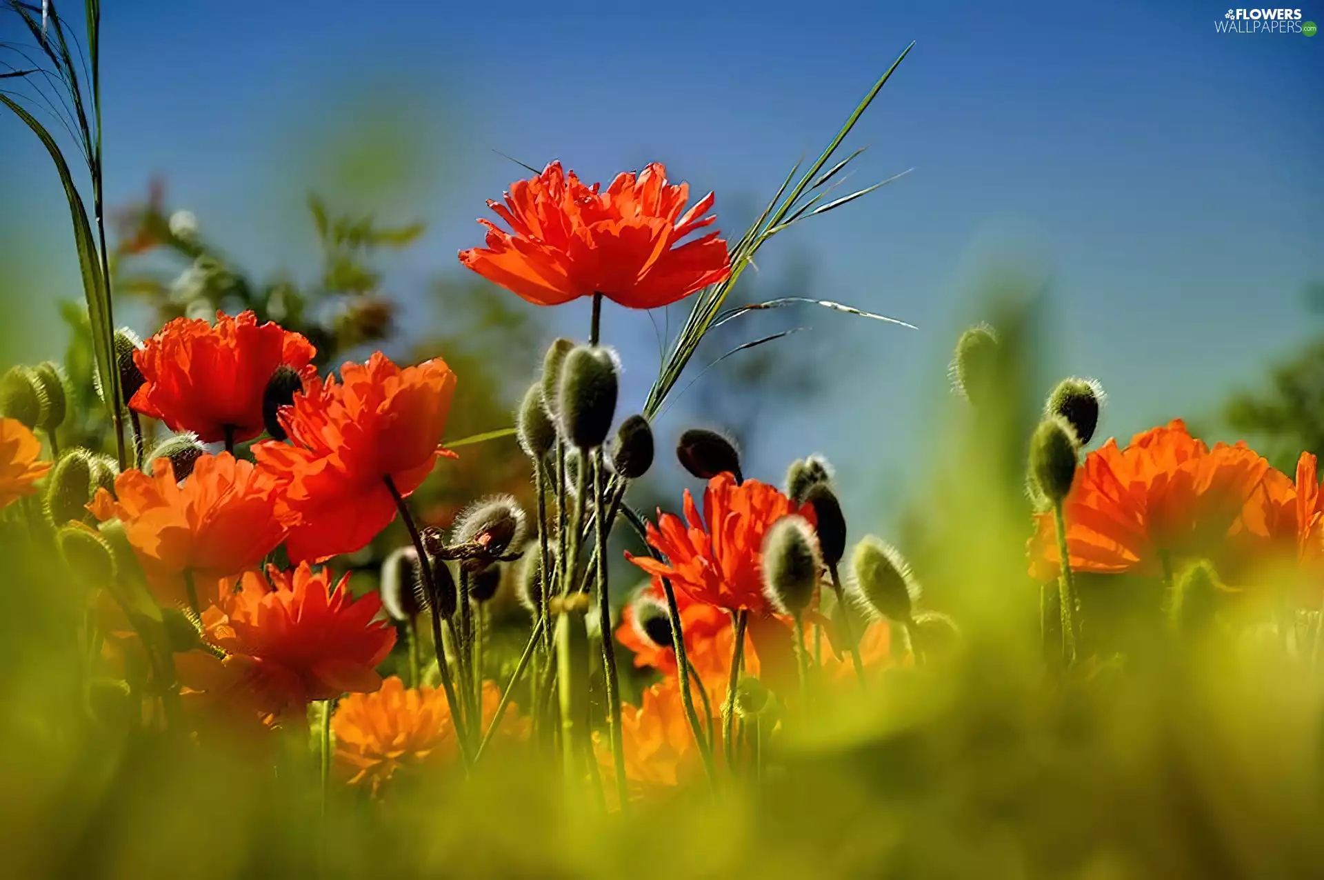 papavers, nature, Flowers