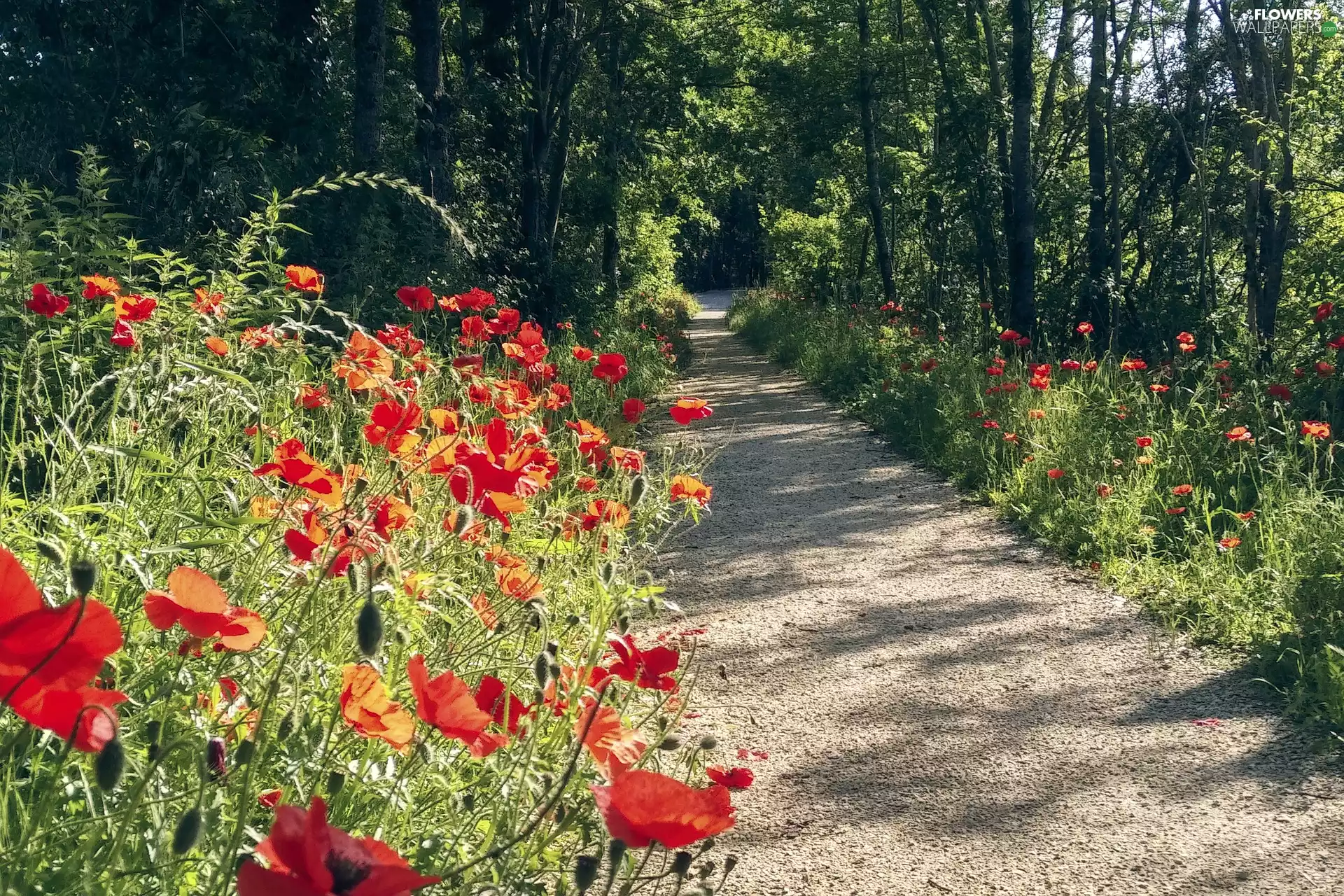 Flowers, Way, Path, papavers