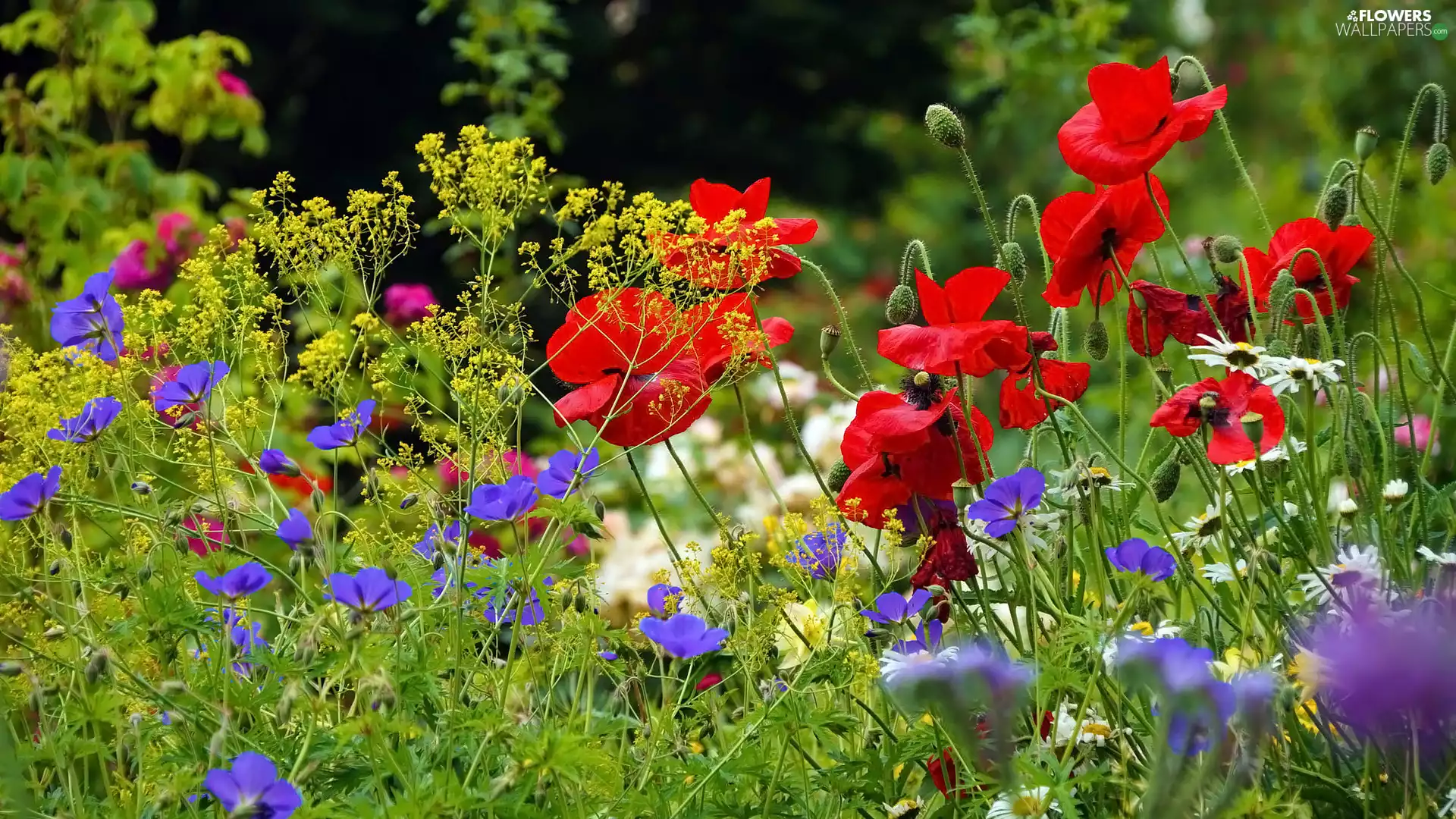 papavers, Plants, Flowers