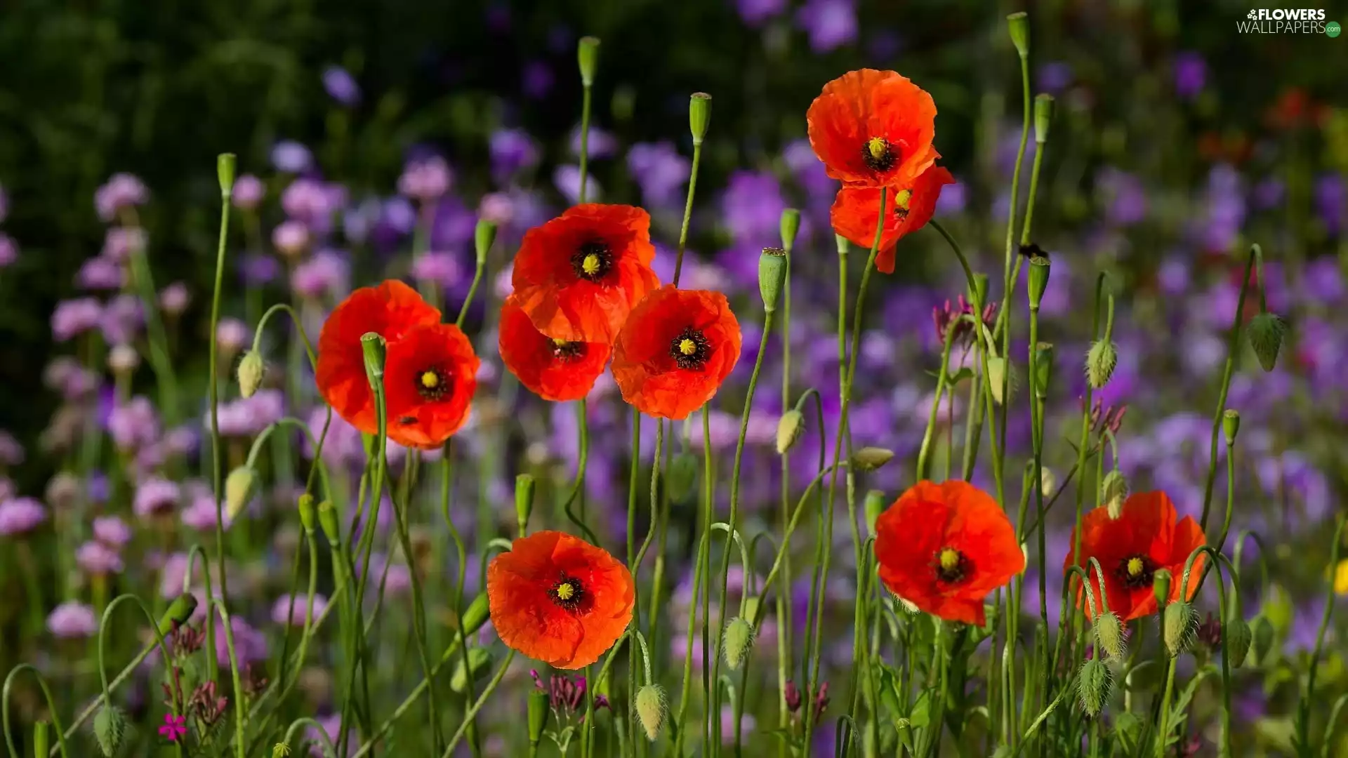 papavers, purple, Flowers