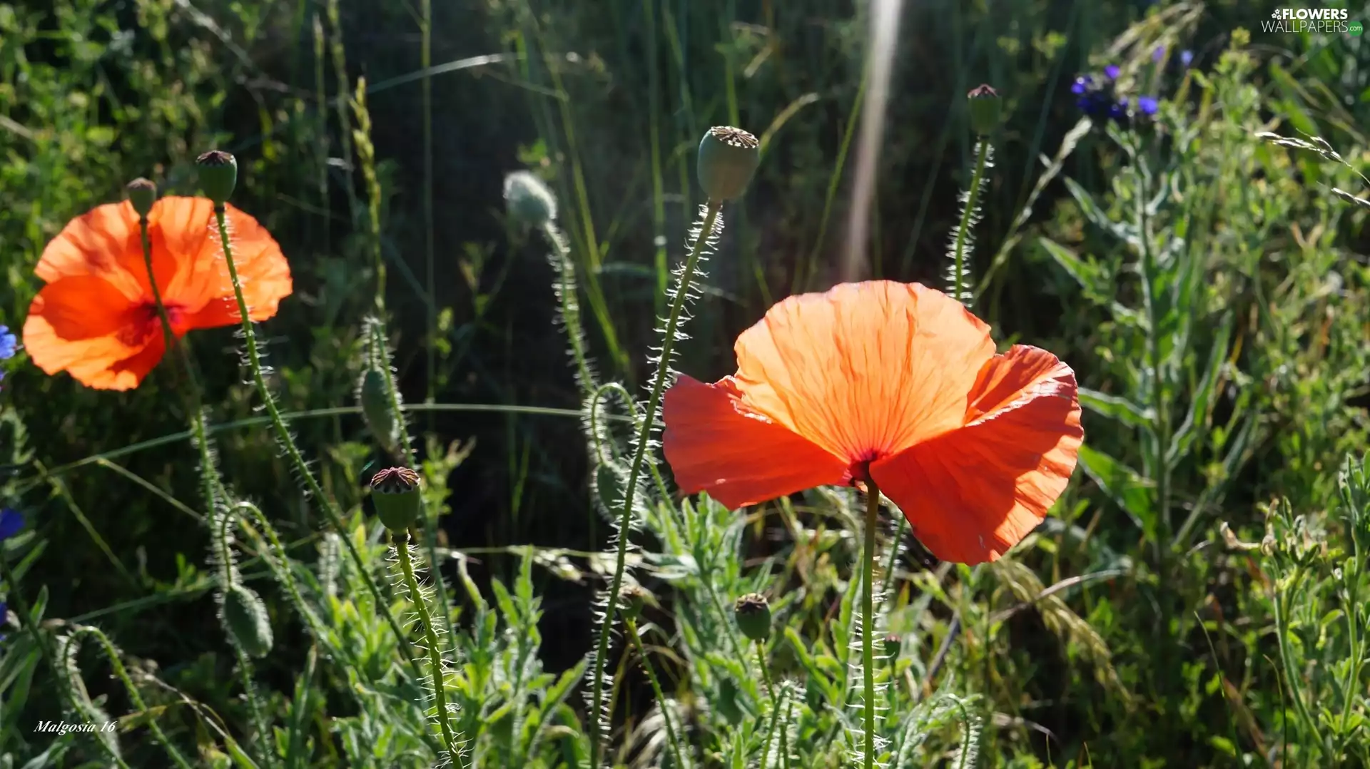 papavers, Red, Flowers
