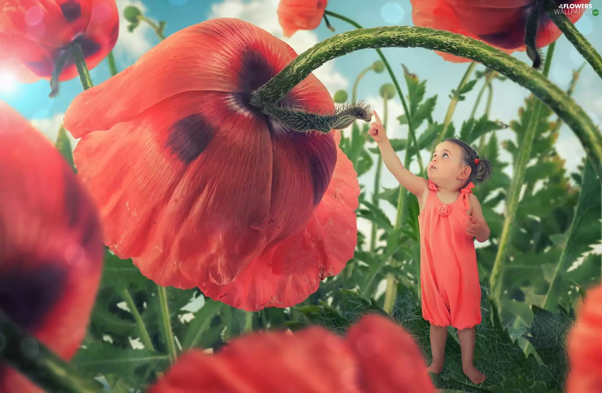 papavers, small, girl