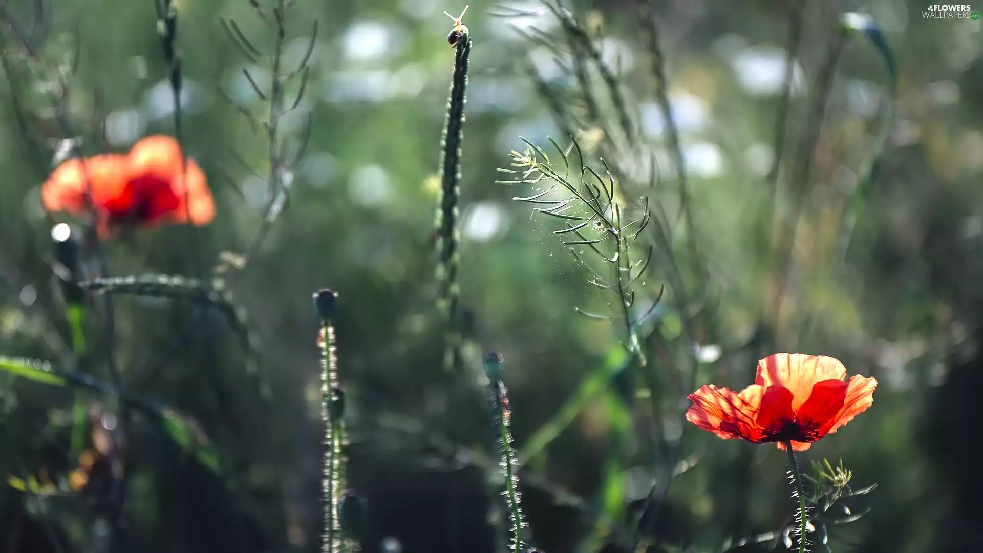 Flowers, papavers, grass, Two cars