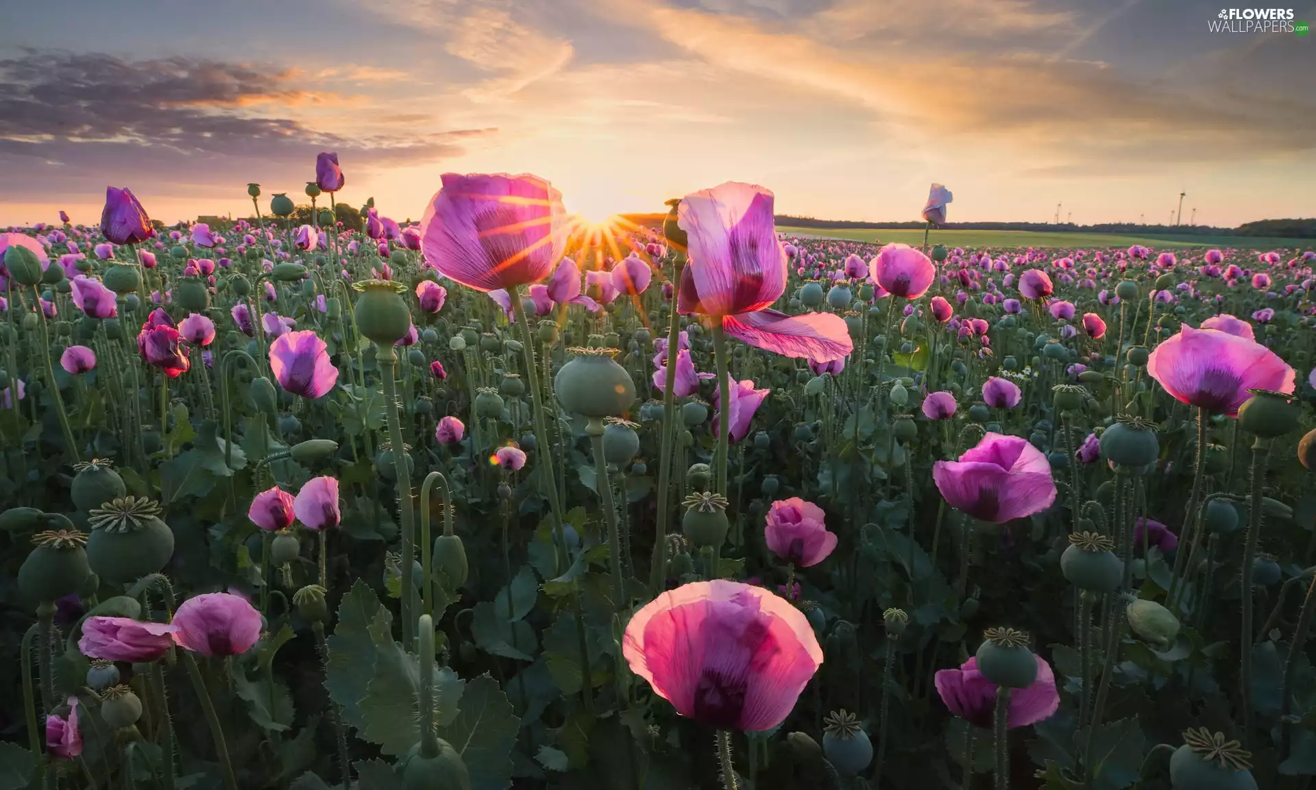 Field, papavers, Great Sunsets, Flowers