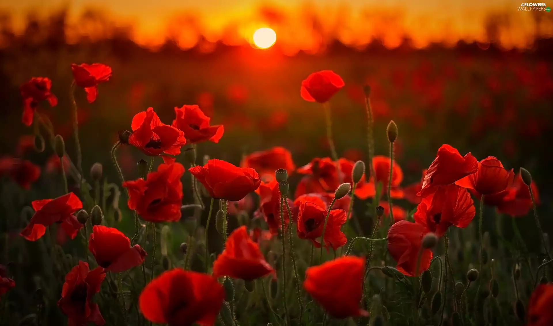 Great Sunsets, Flowers, papavers