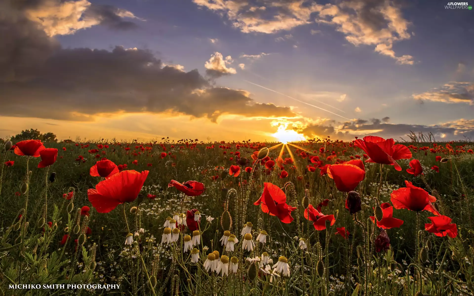 Great Sunsets, Meadow, papavers