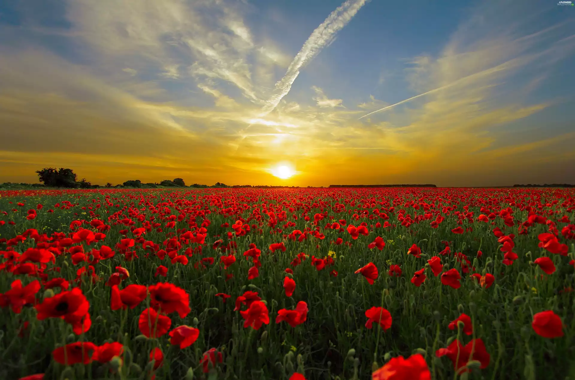Great Sunsets, Meadow, papavers