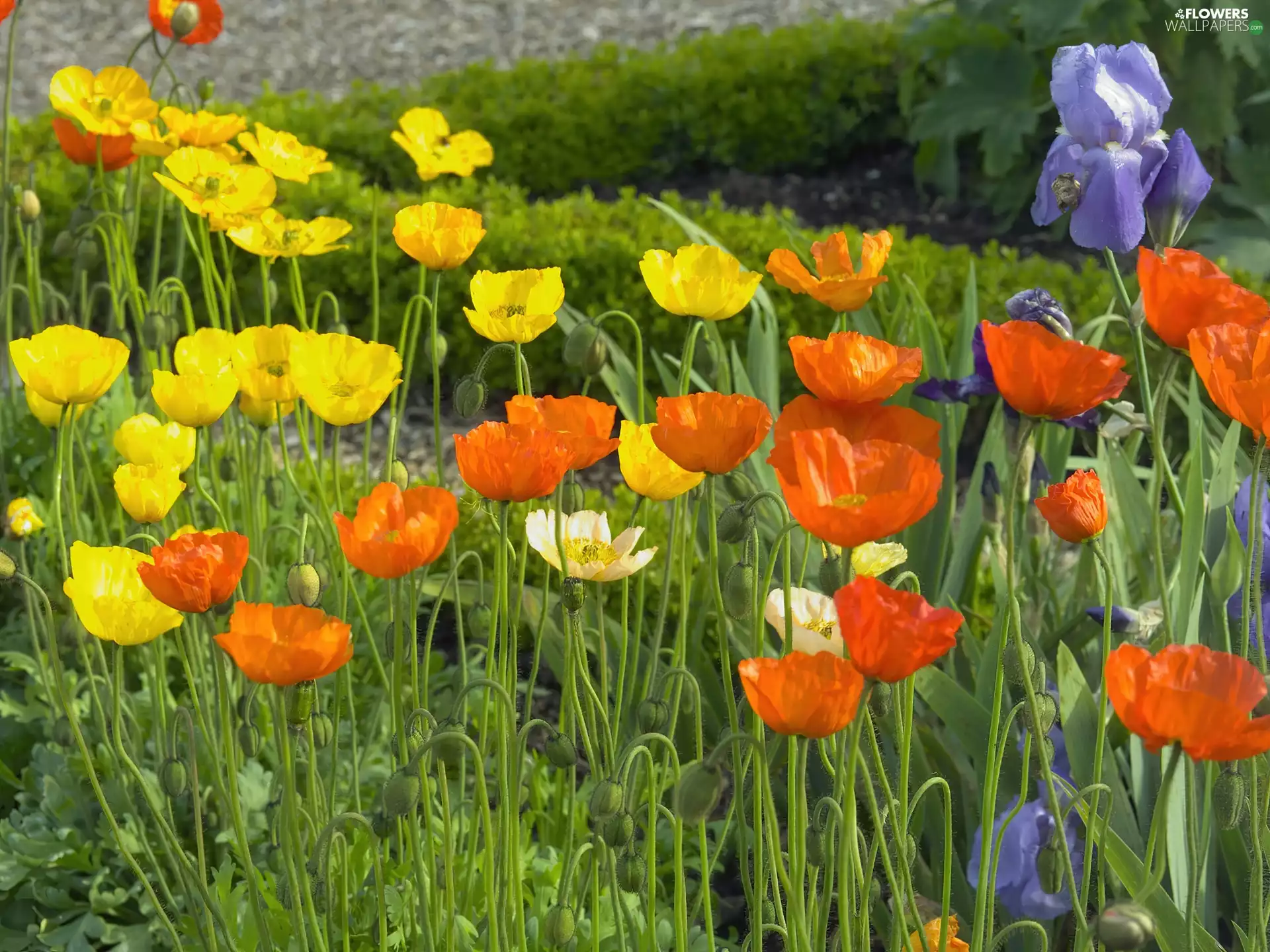 papavers, Irises