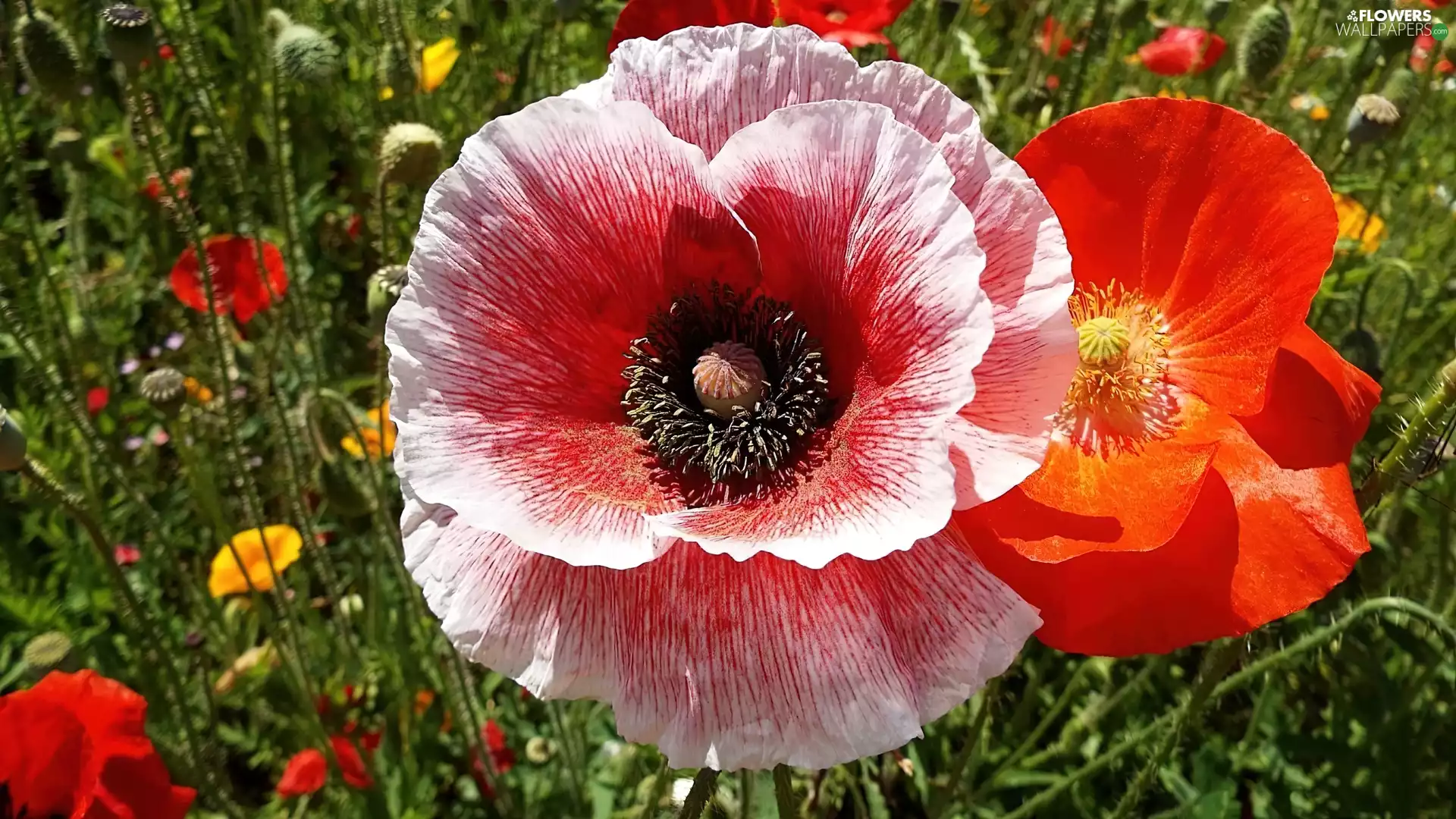 papavers, Meadow
