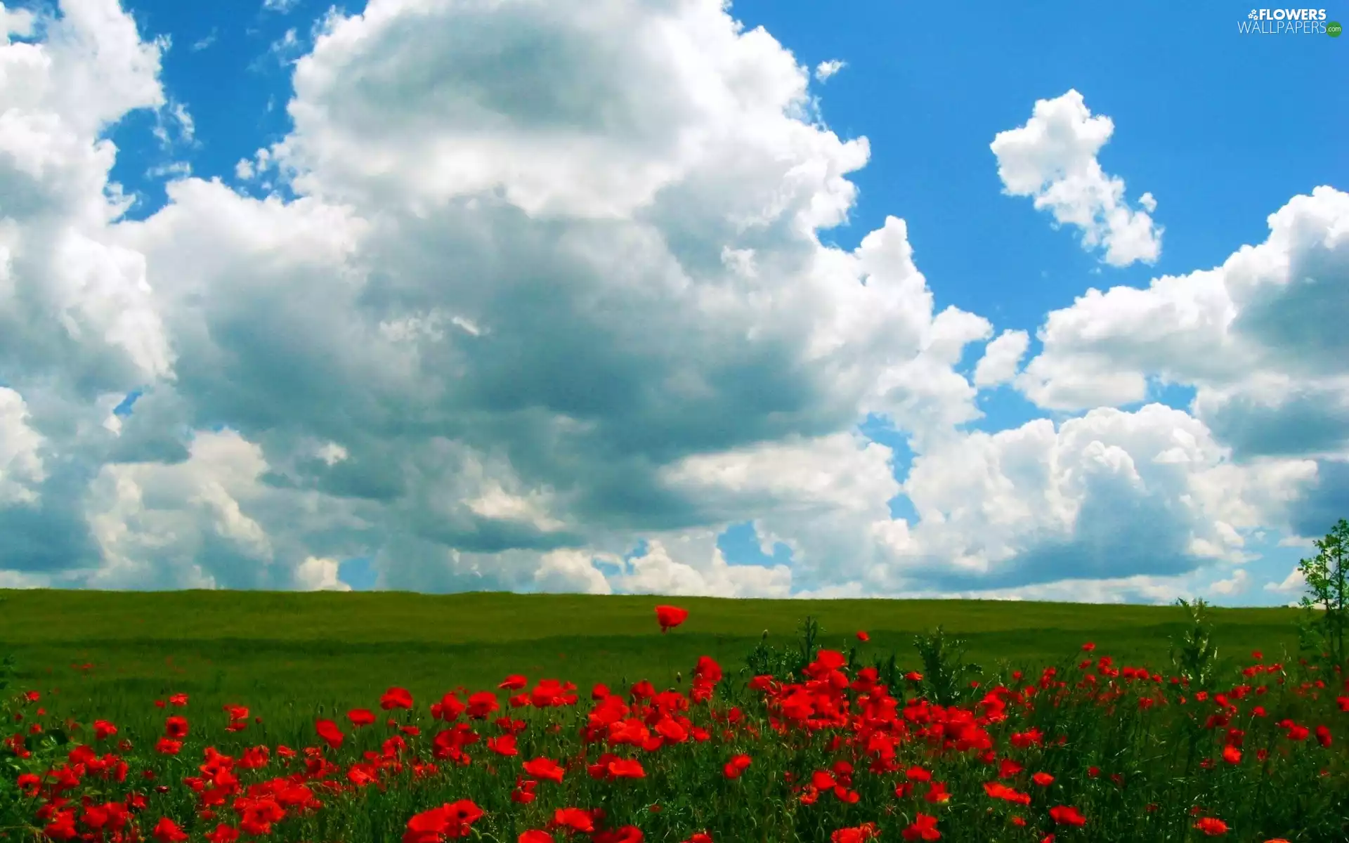 papavers, clouds, Meadow