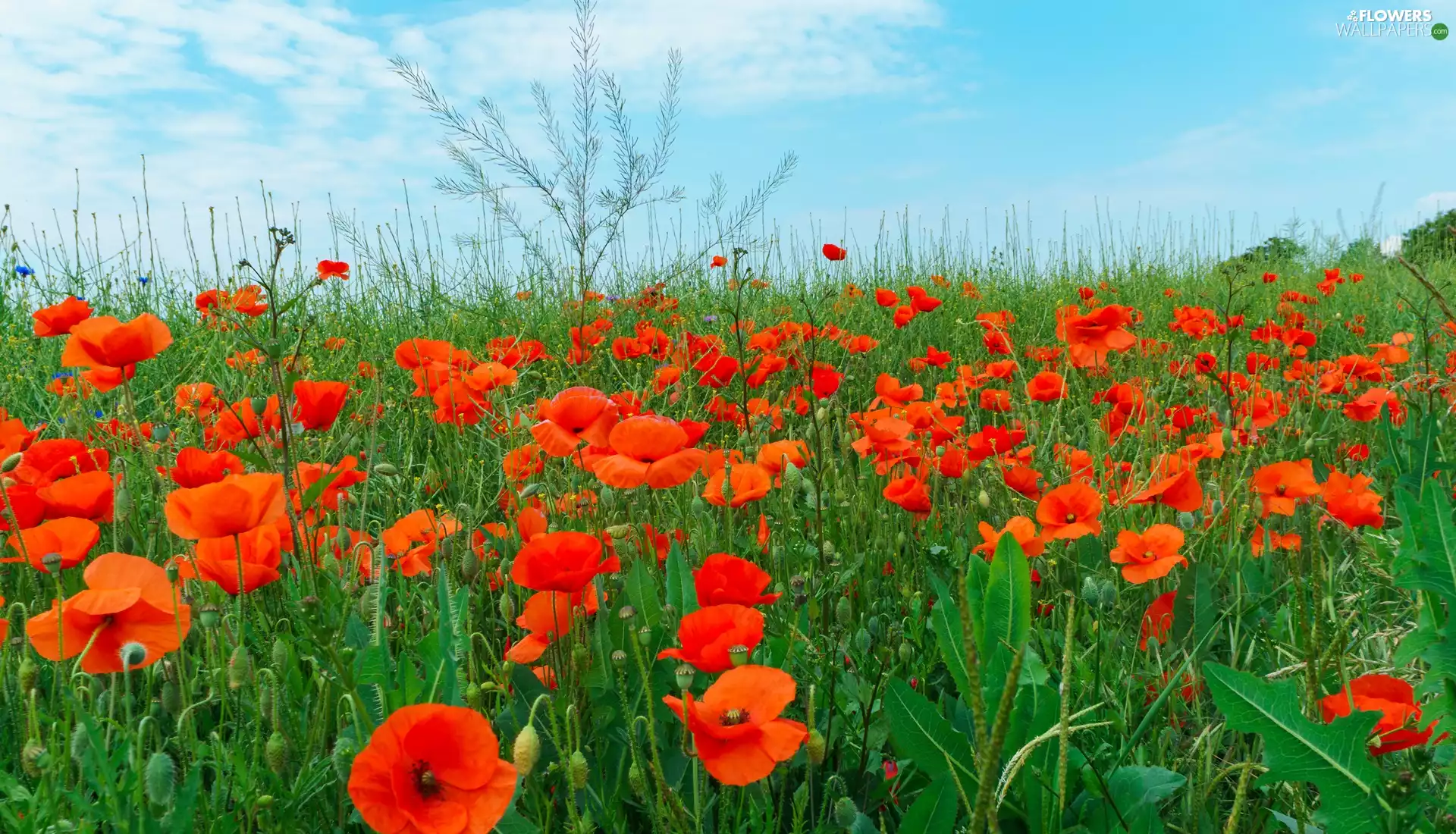 Meadow, Sky, clouds, papavers