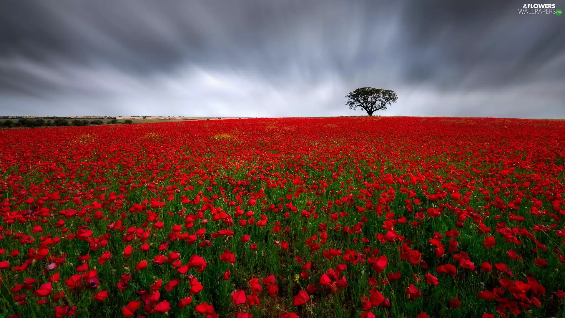 Meadow, trees, clouds, papavers