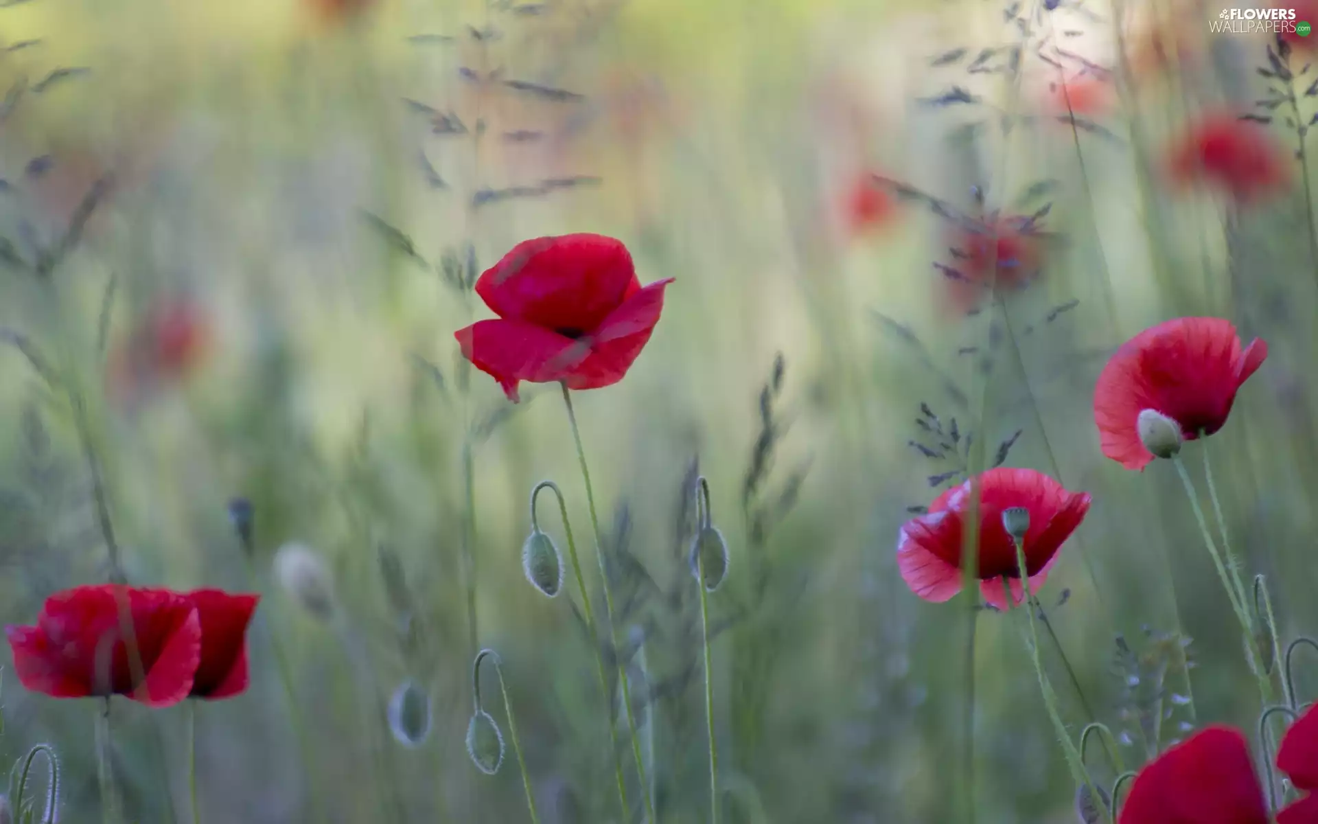 Meadow, blades, grass, papavers