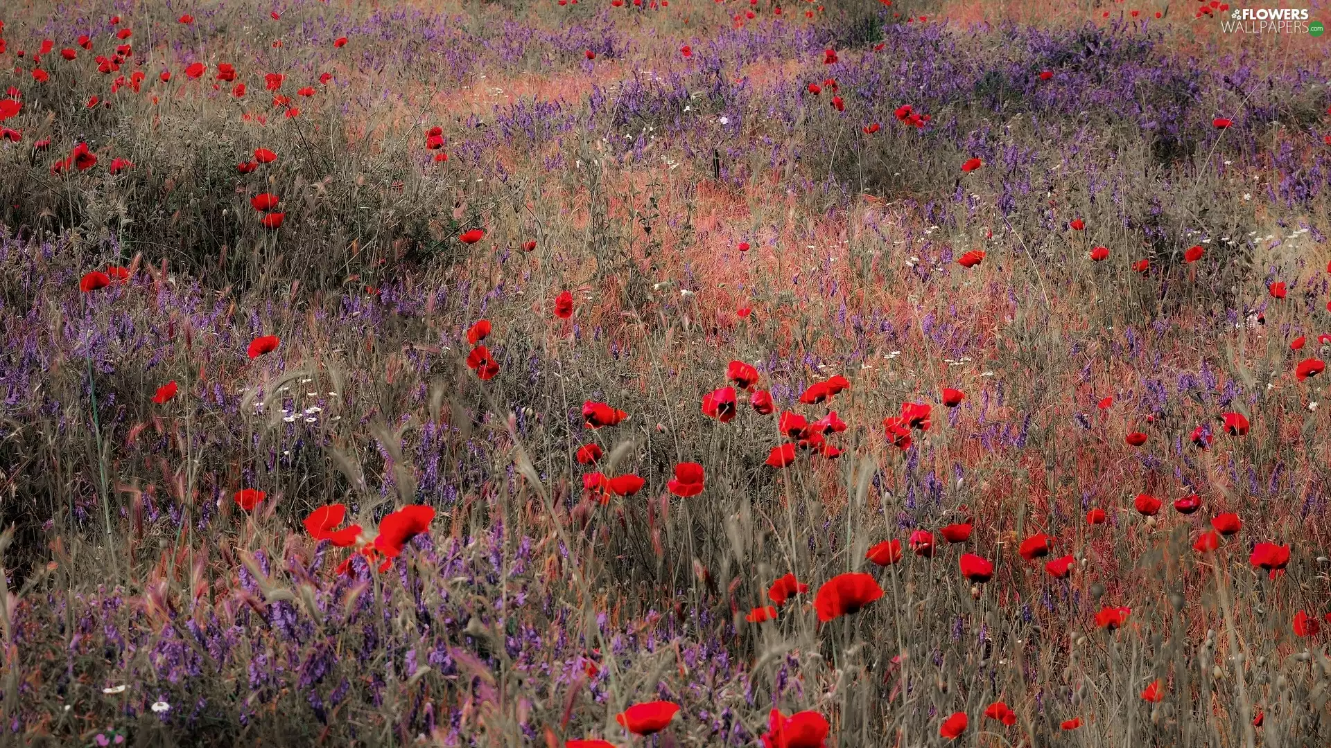 Meadow, Vetch, grass, papavers