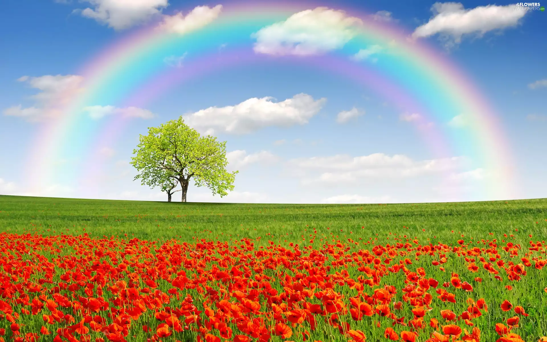 Great Rainbows, Spring, papavers, trees, Meadow