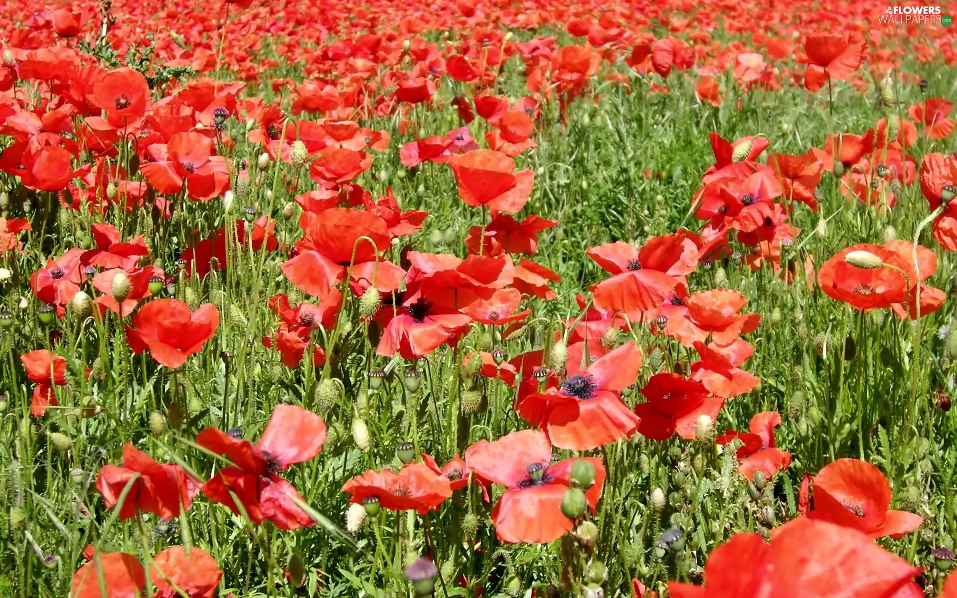 papavers, summer, Meadow