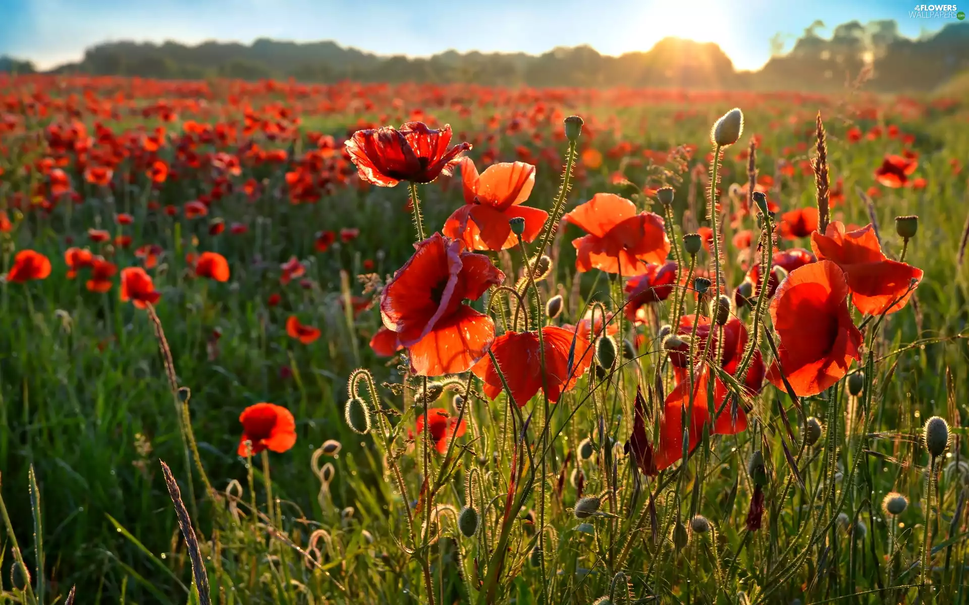 Meadow, rays, sun, papavers