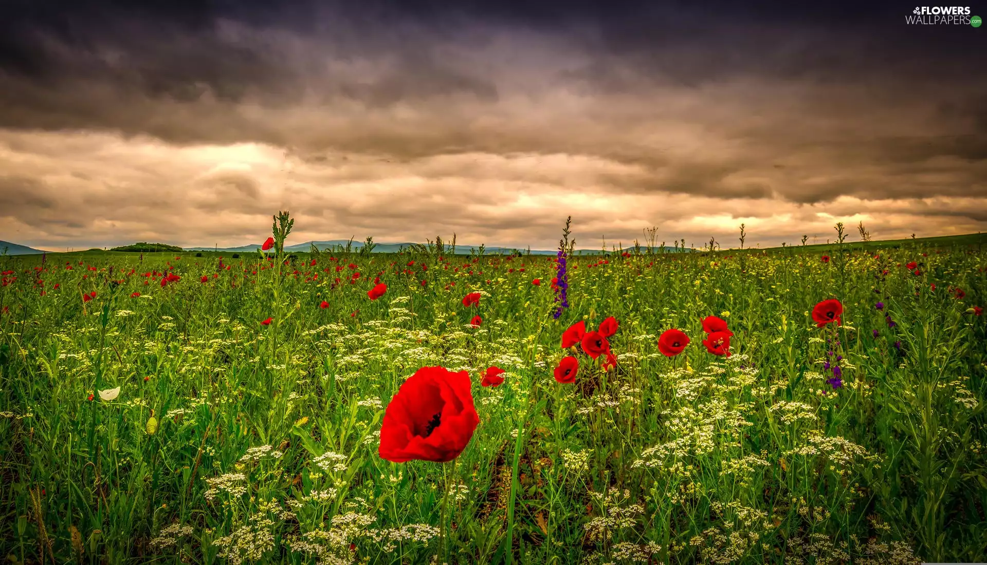 Meadow, west, sun, papavers