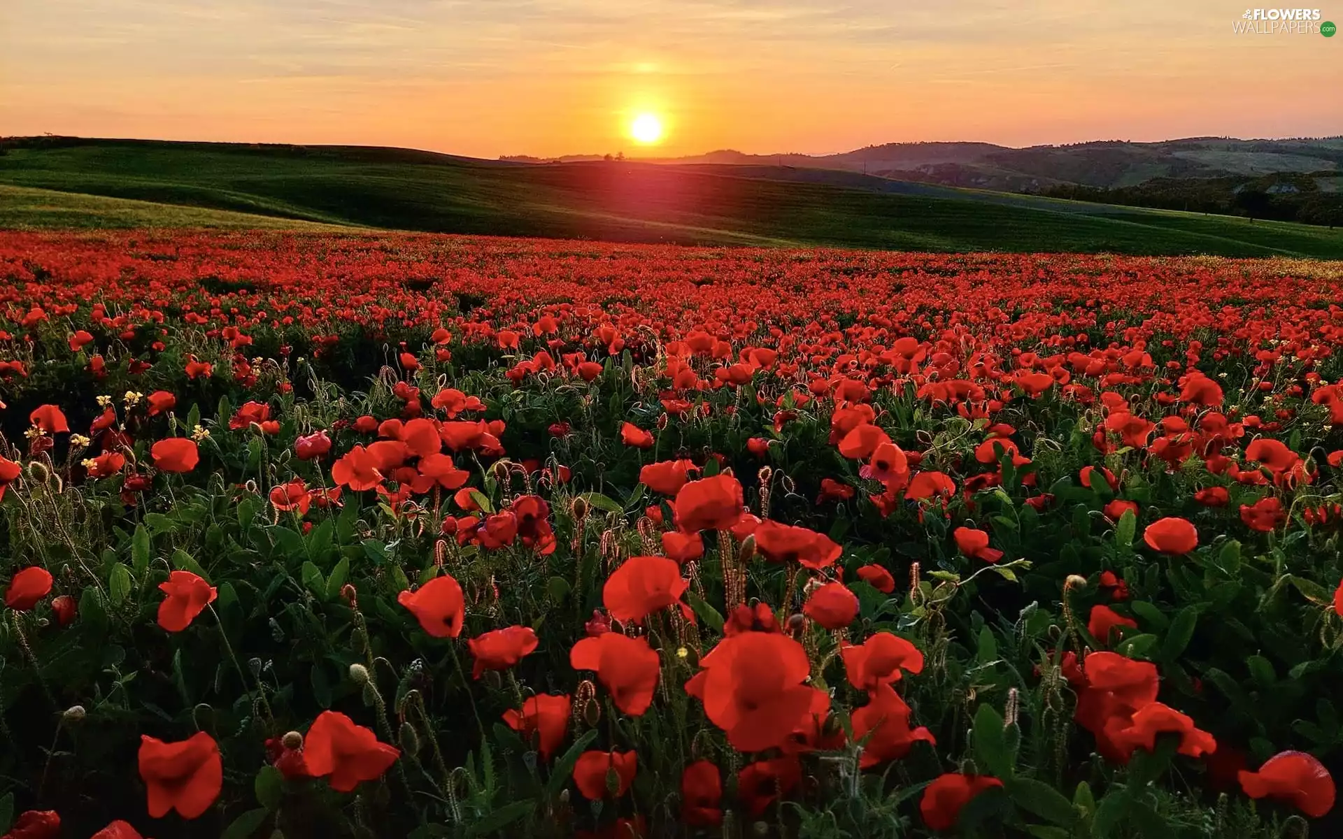 Field, rays of the Sun, The Hills, papavers