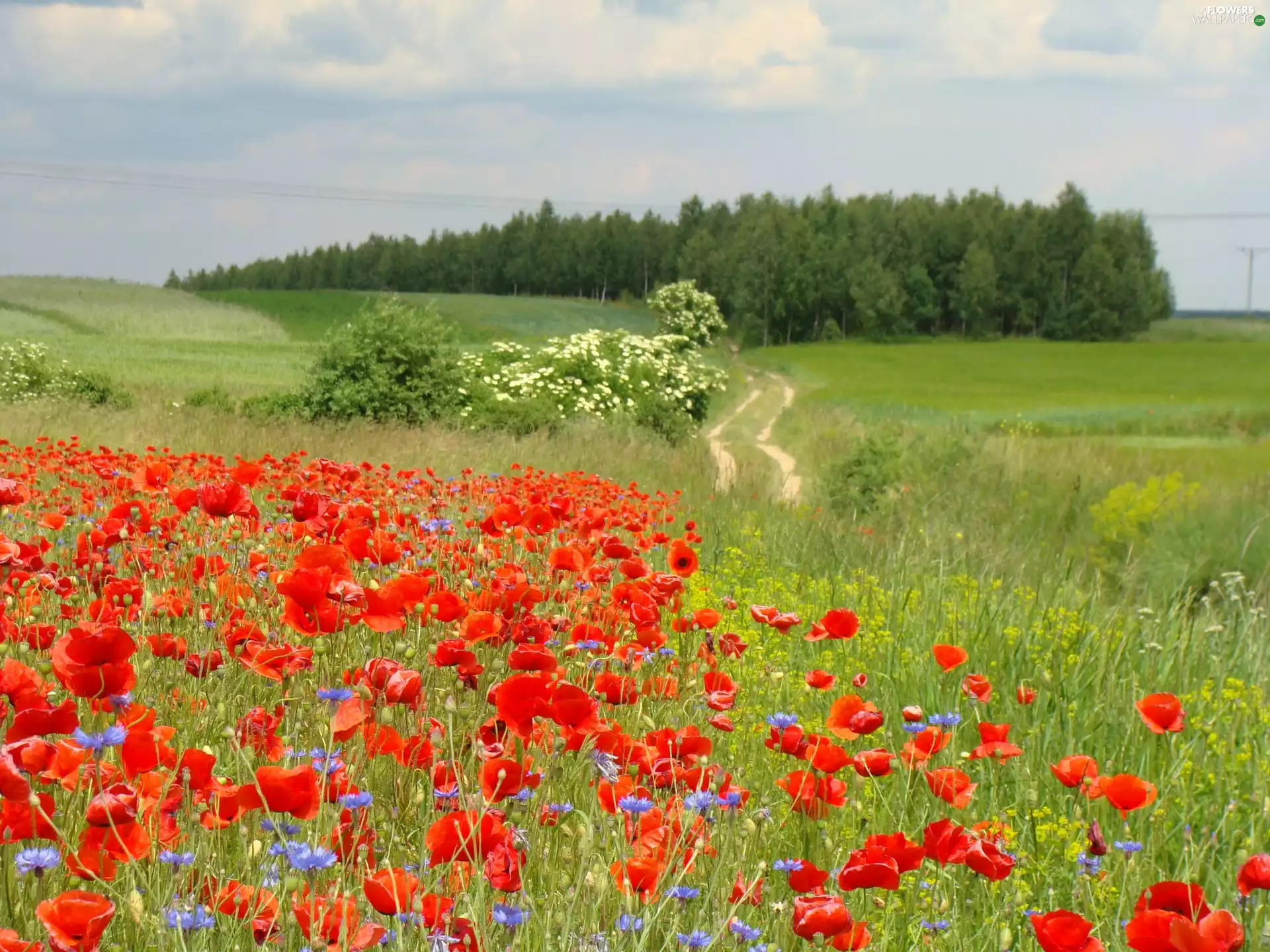 cornflowers, papavers, Path, grove, Field