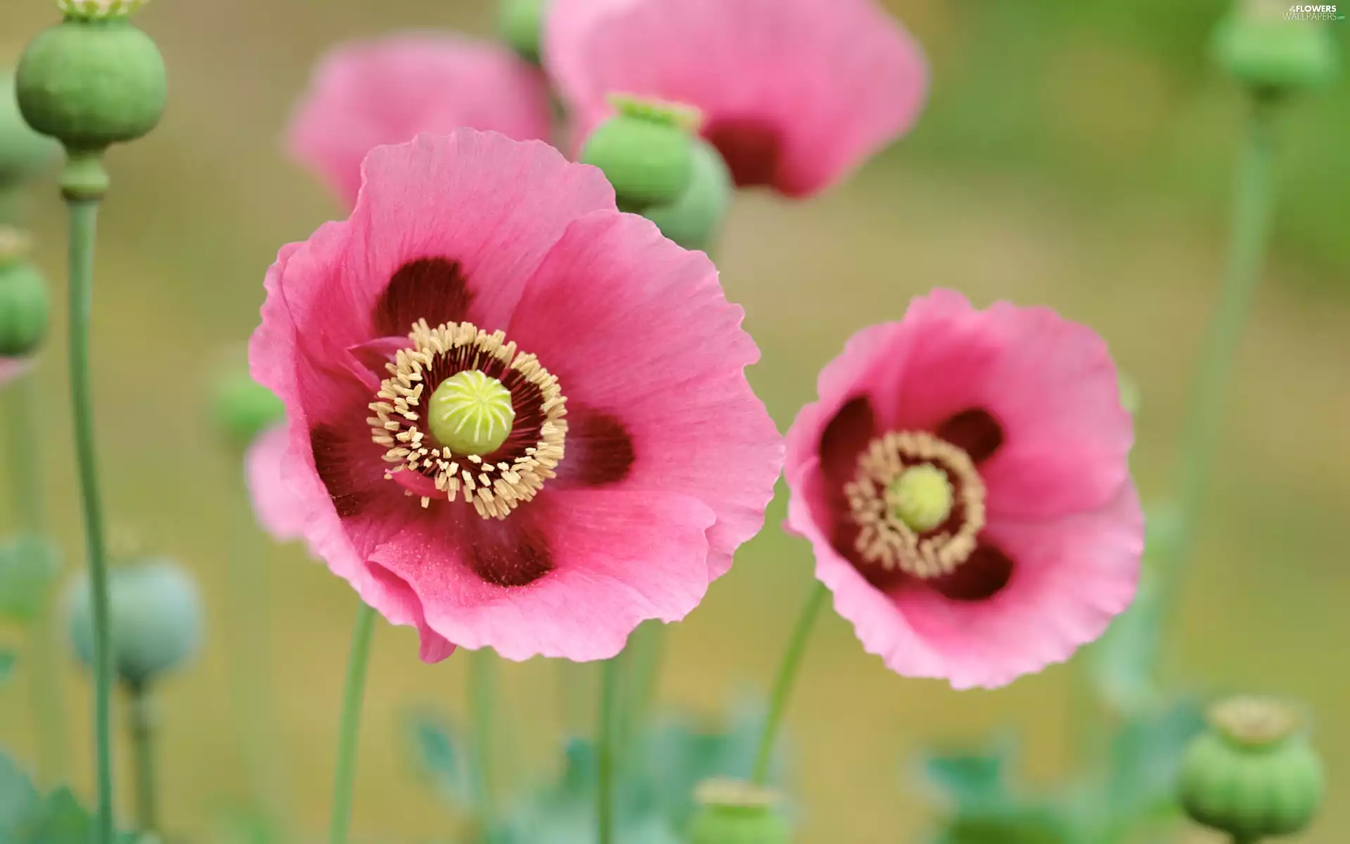 Pink, papavers