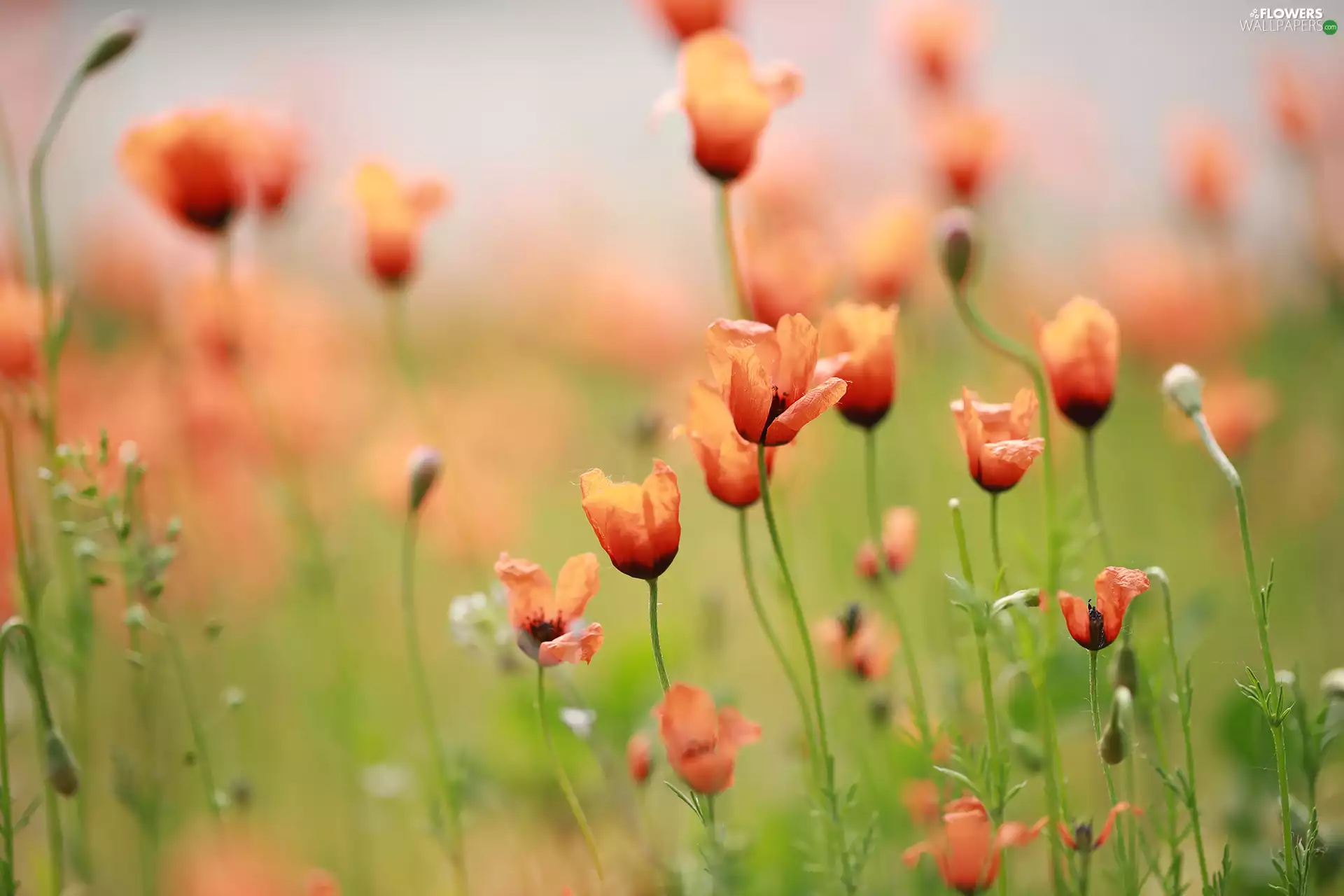Red, papavers, Poppies, Flowers, change