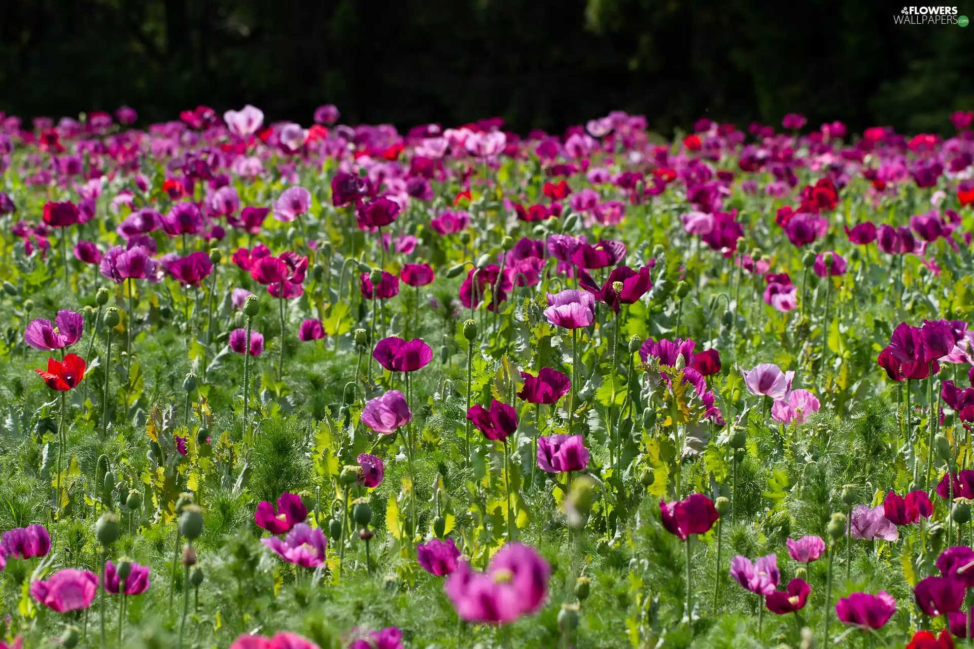 papavers, Flowers, purple