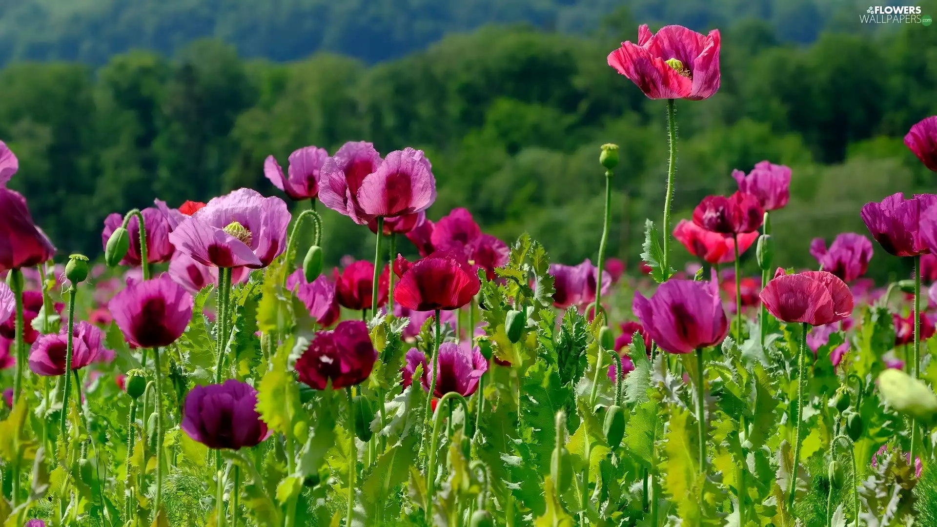 papavers, Meadow, purple