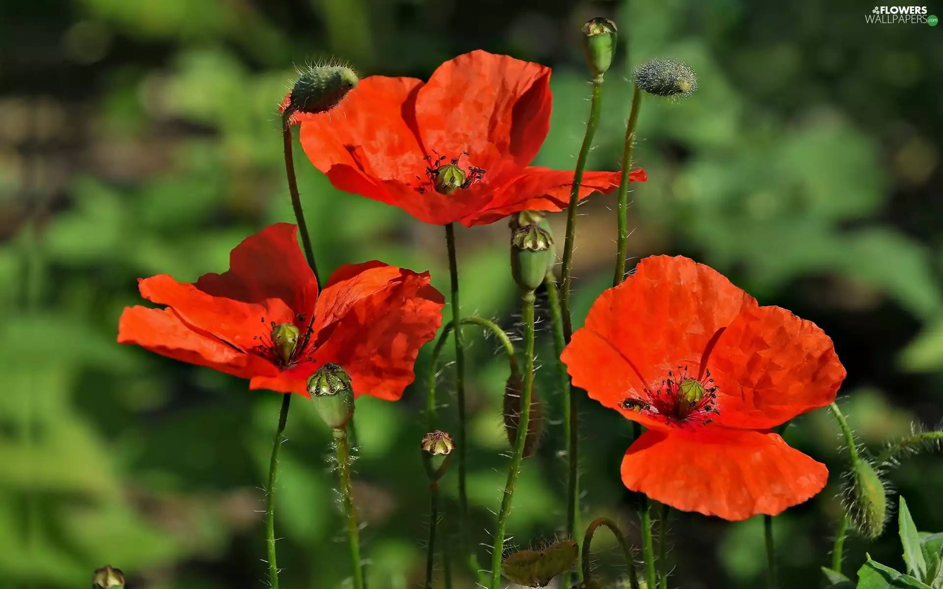 Red, papavers