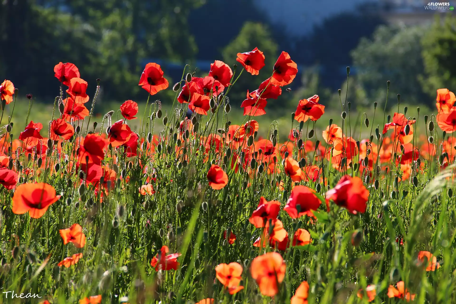 Red, papavers